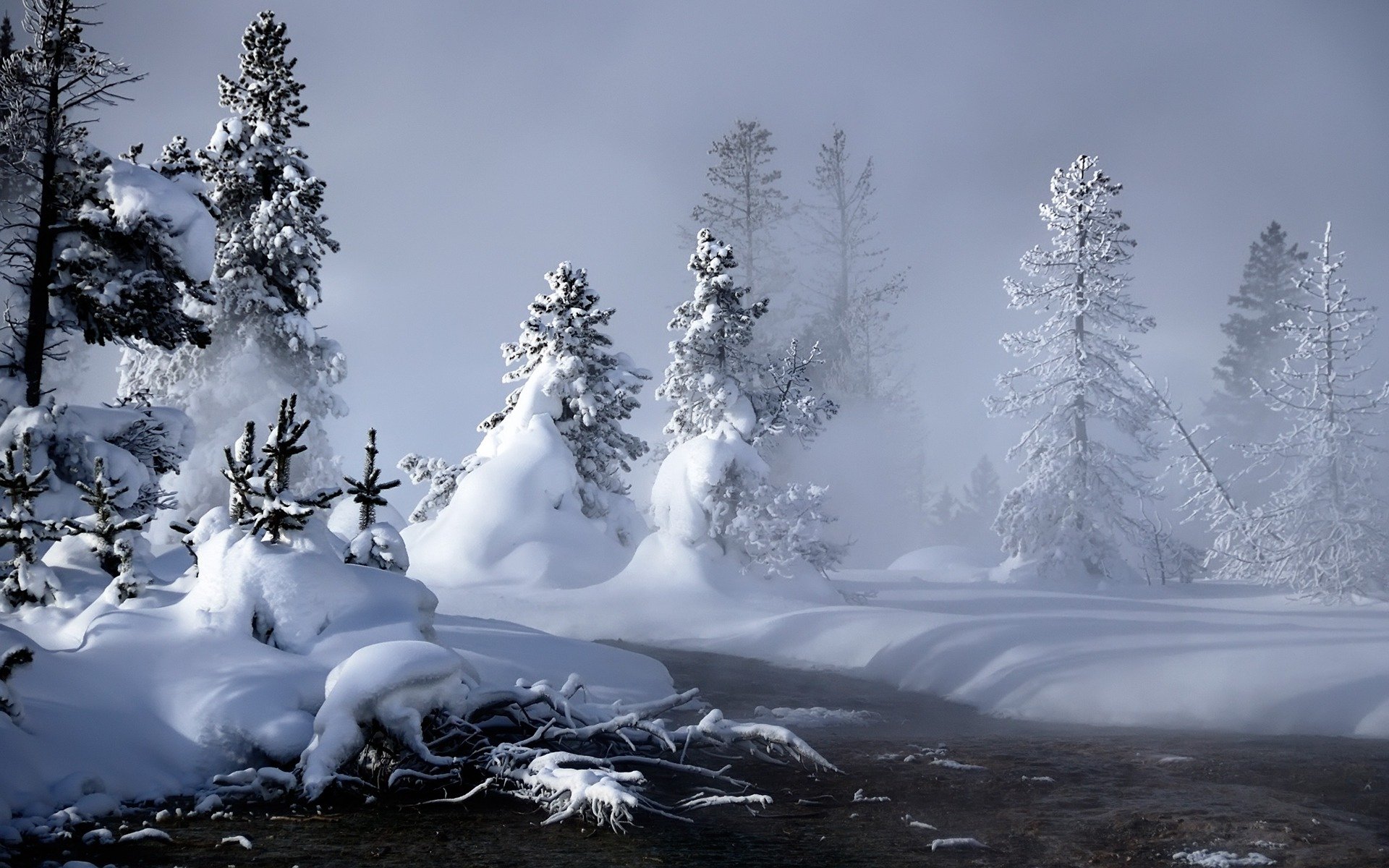 invierno nieve árboles de navidad nieve