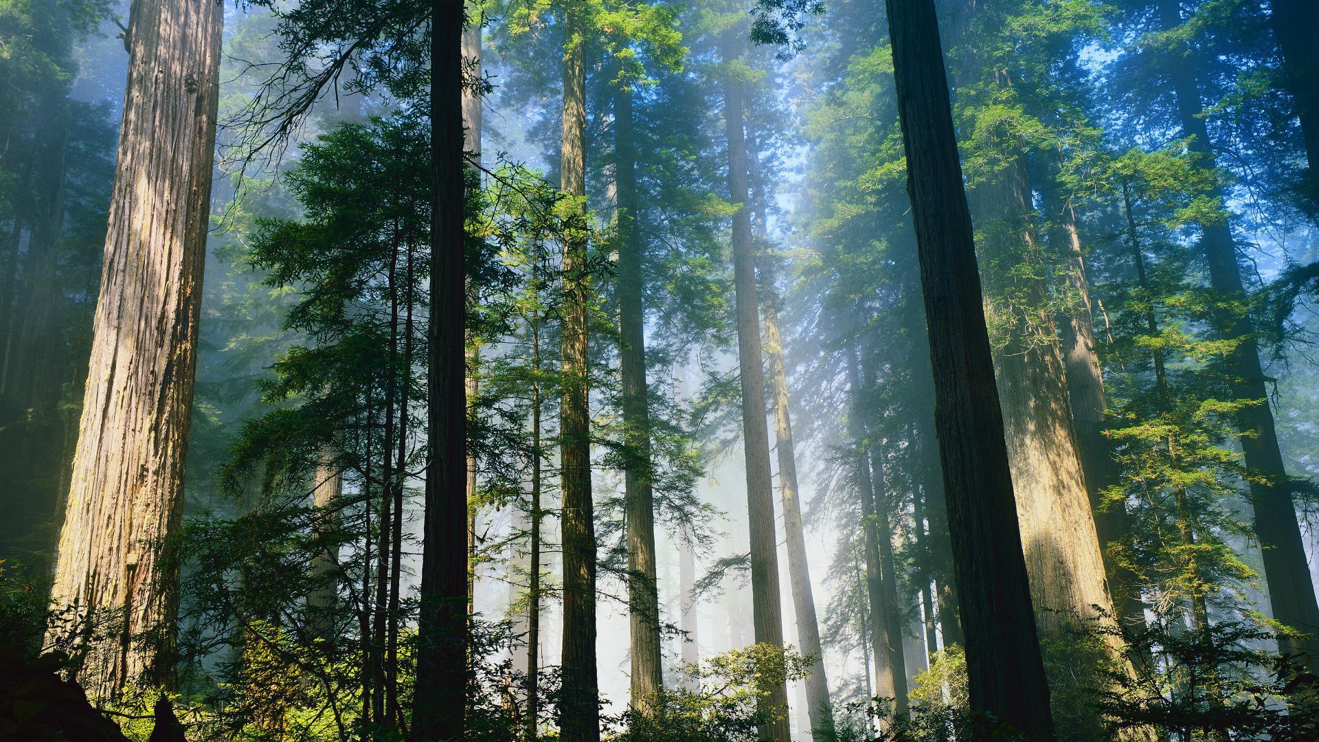 forêt arbres troncs