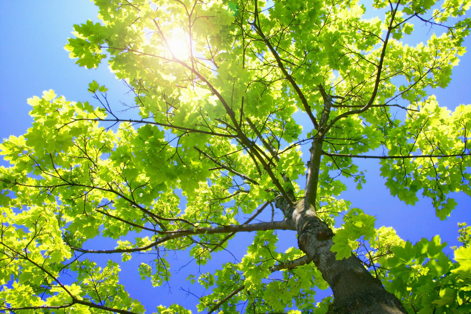 grüner baum laub zweige stamm natur