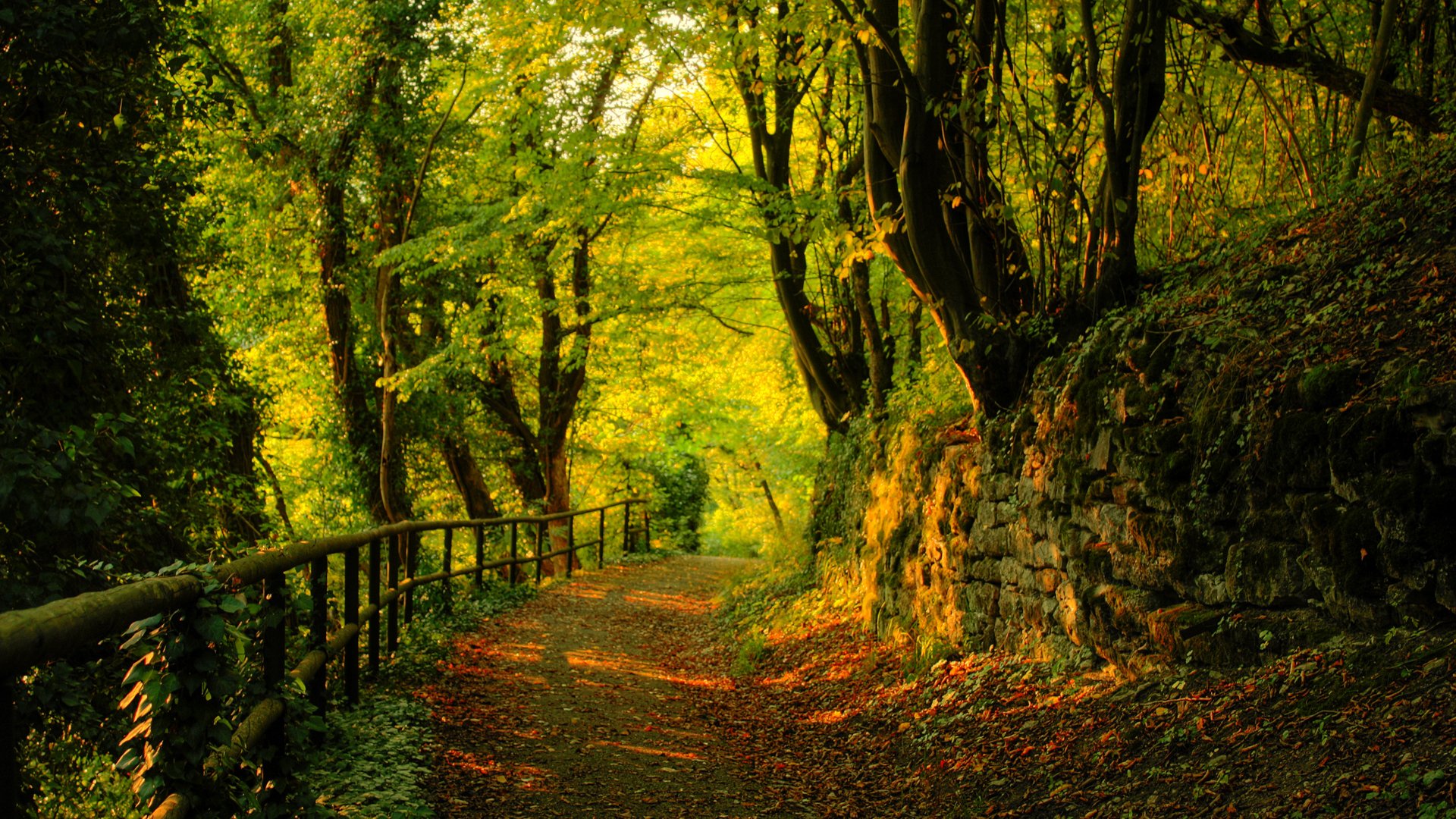 forest tree leaves road