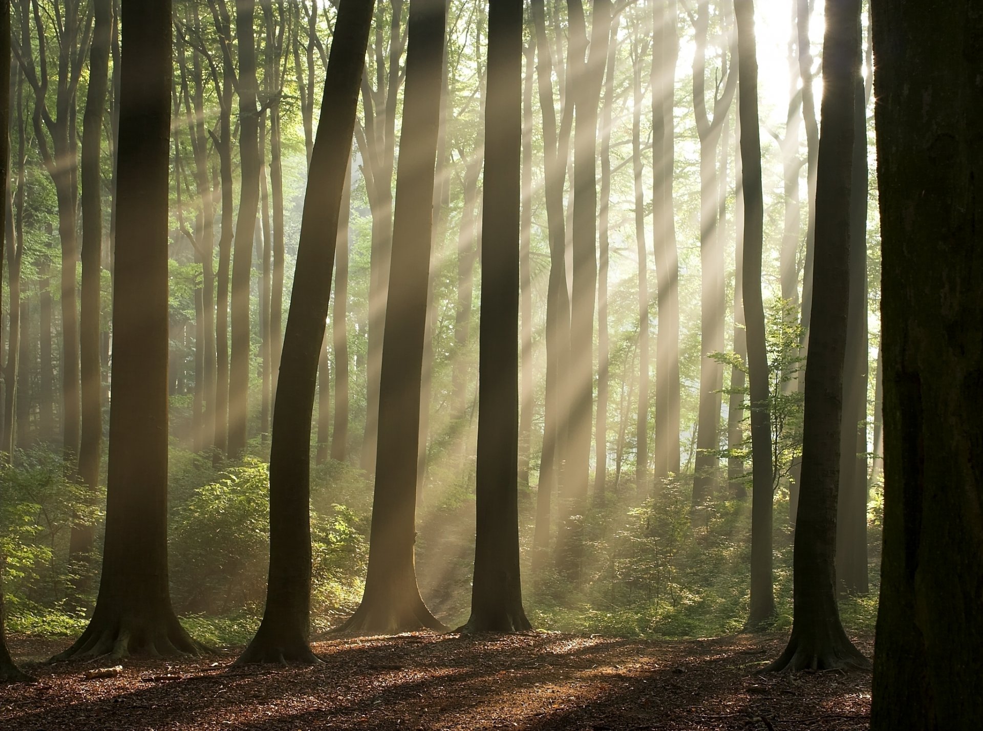 natura foresta alberi raggi di sole sfondi