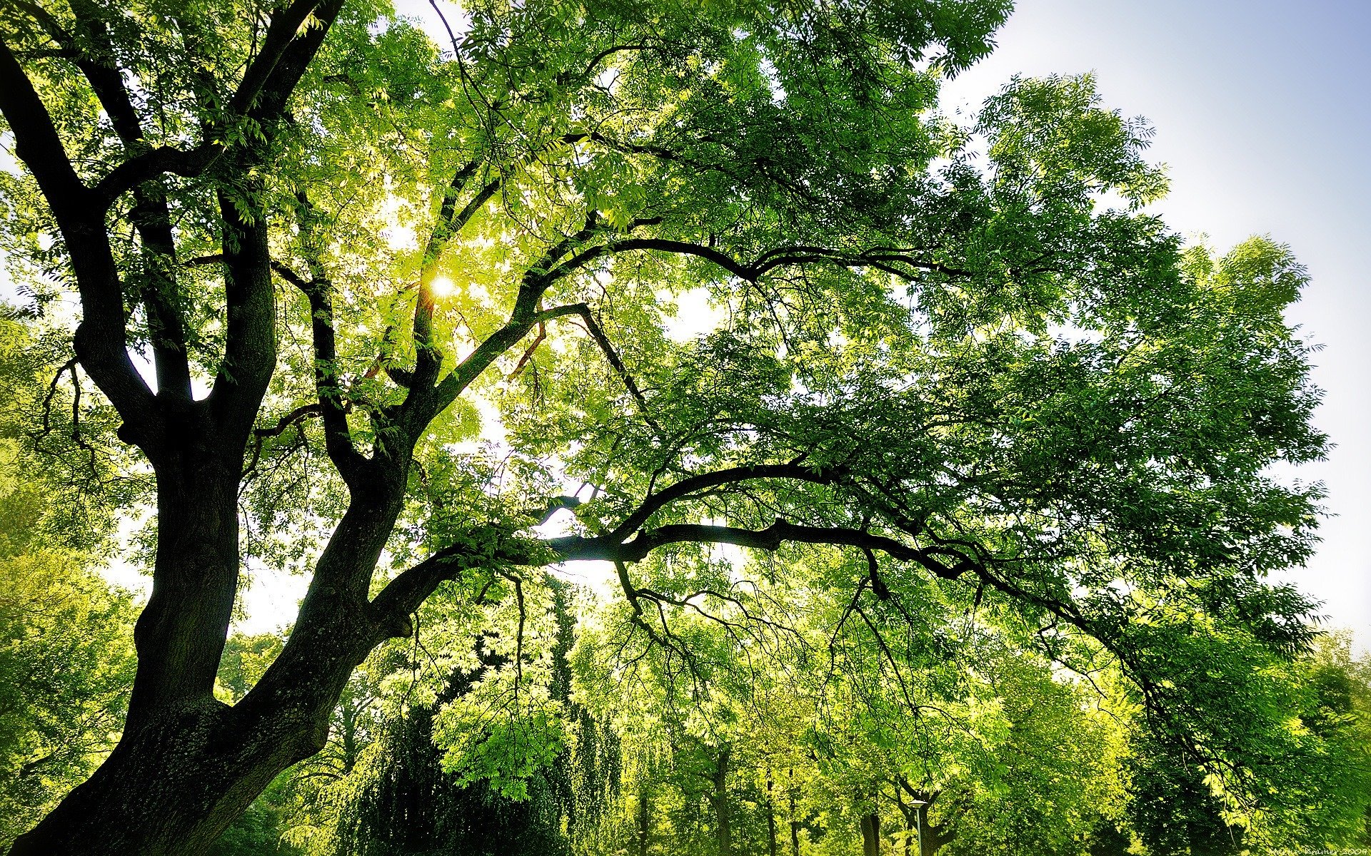 naturaleza árbol cielo