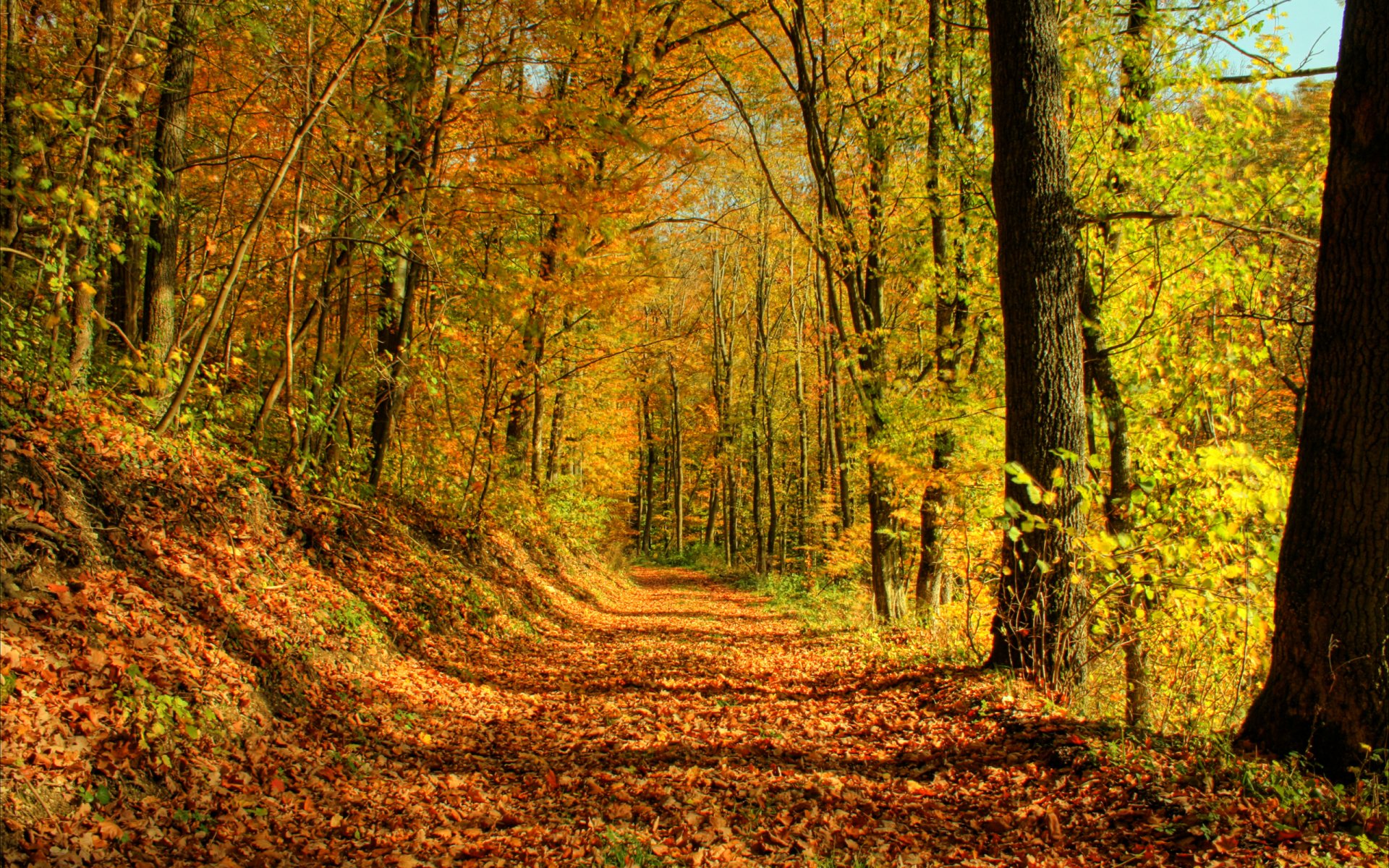 wald bäume herbst blätter