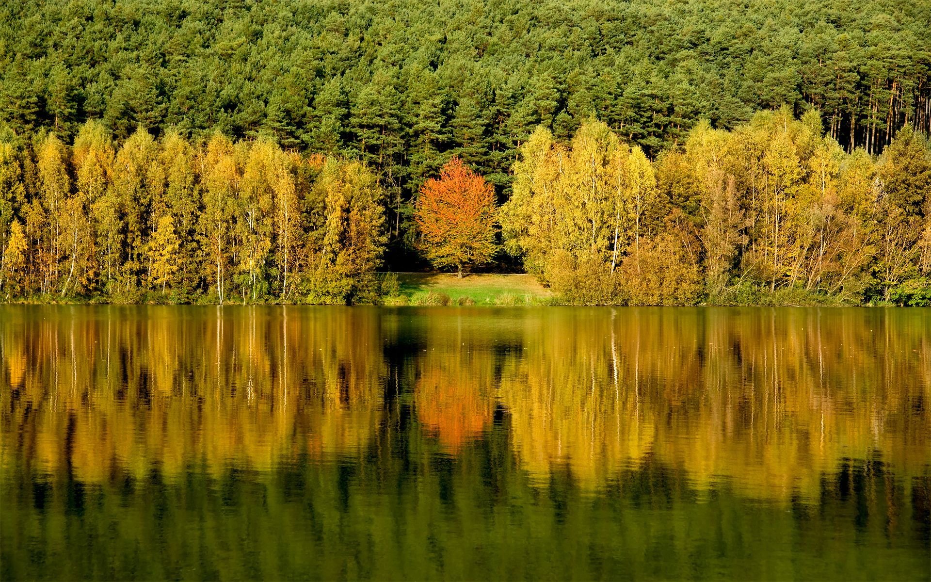 forêt arbres eau réflexion