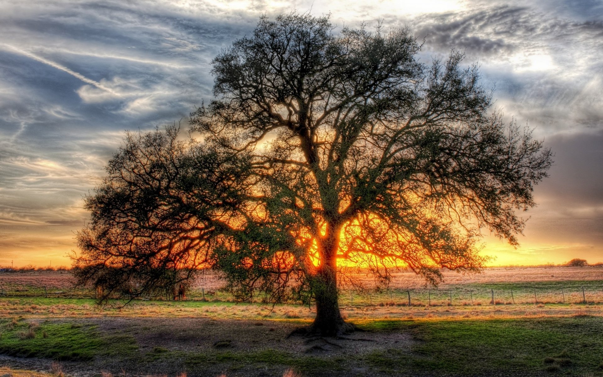 ramifié arbre puits de lumière soleil