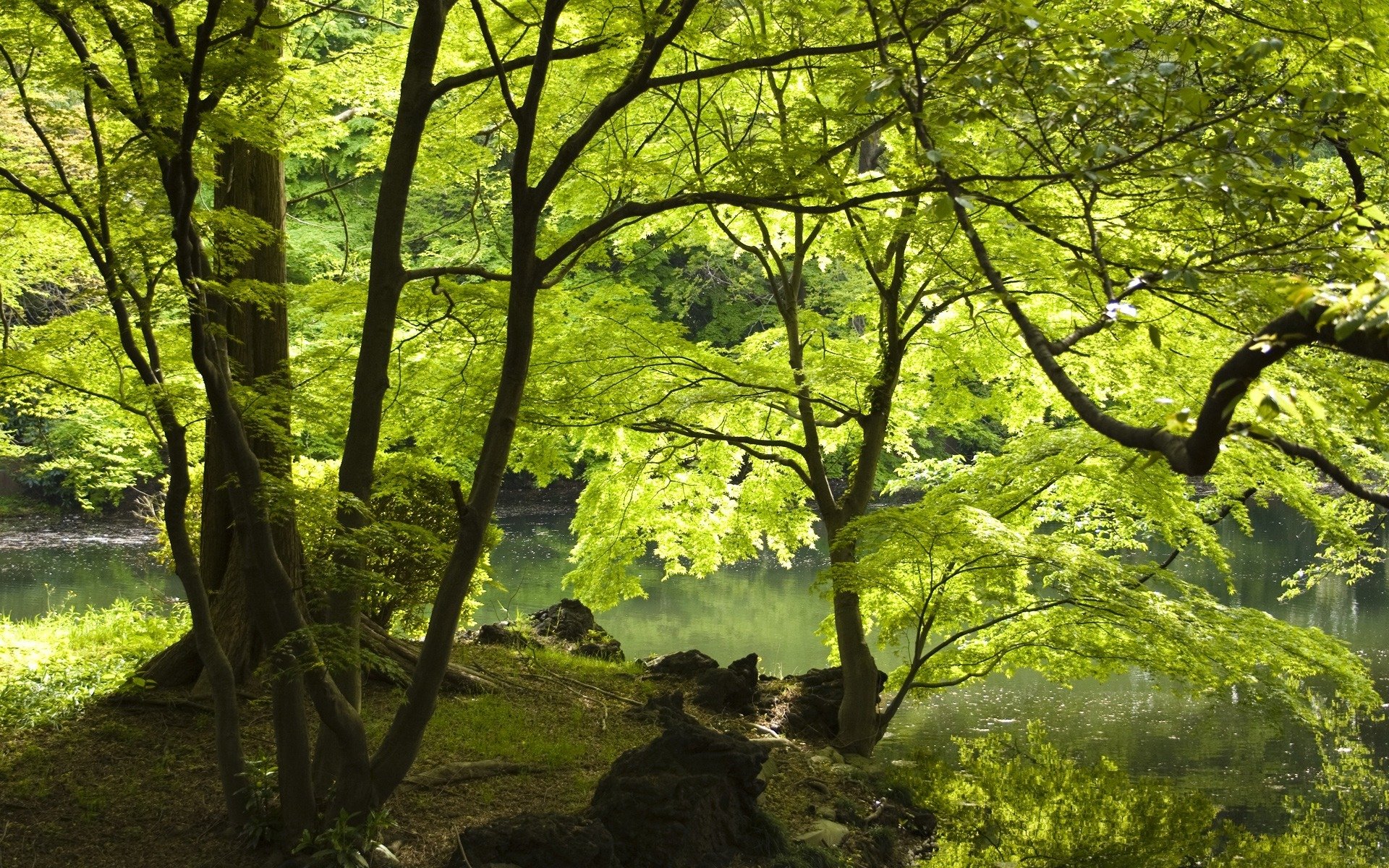 foresta alberi fiume