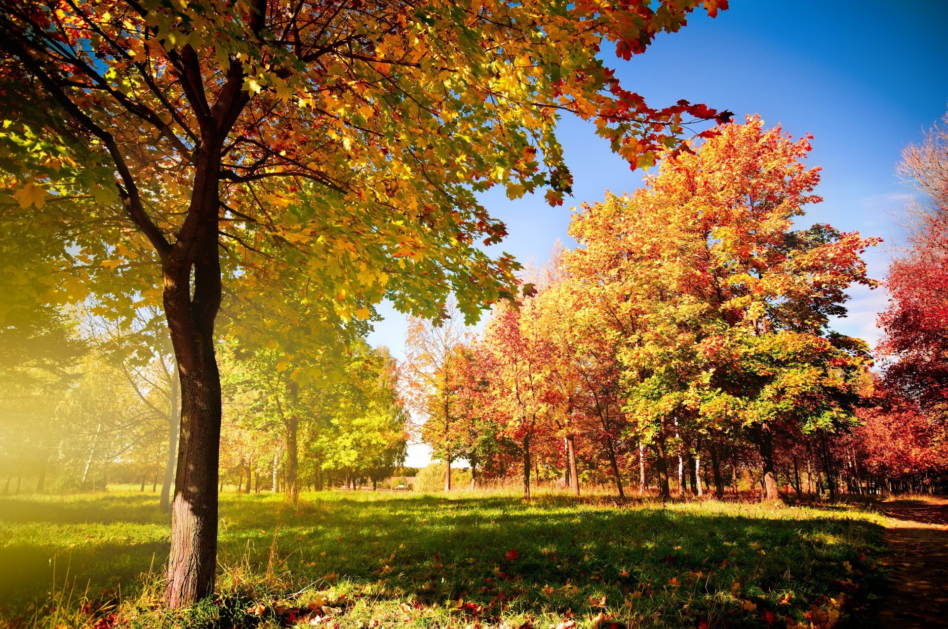 alberi autunnali autunno alberi caduta foglie sentiero