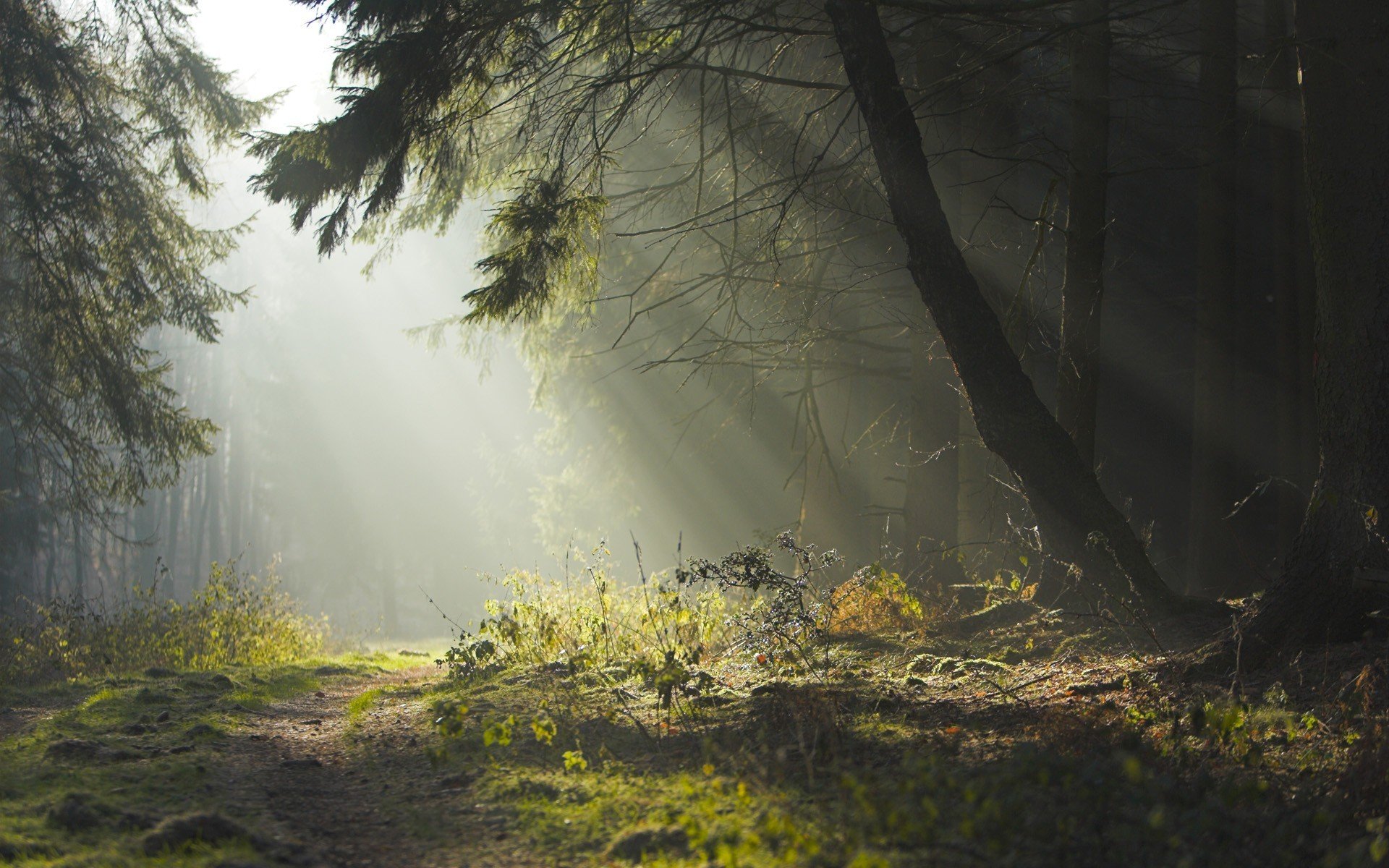 bosque verano neblina rayos de sol camino árboles mañana tarde camino belleza naturaleza