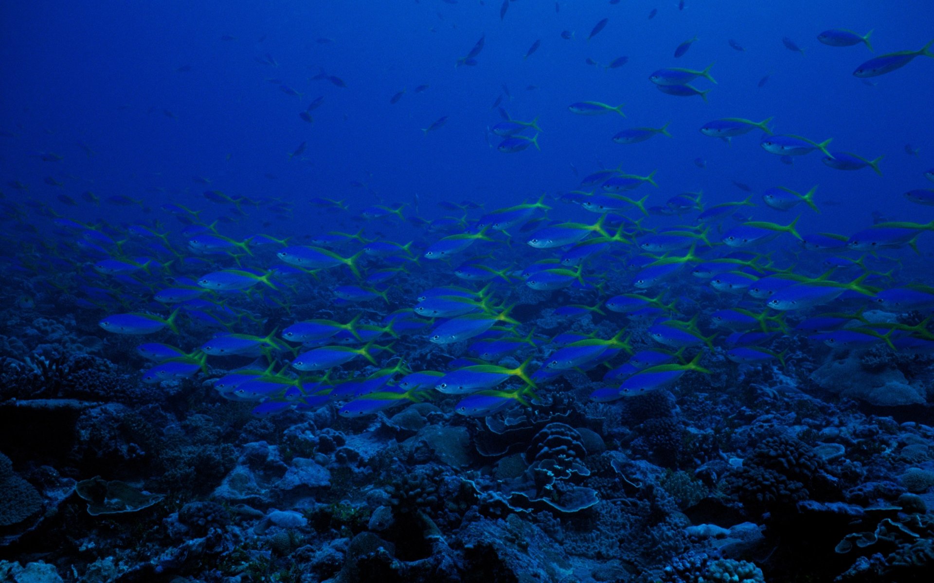 océano agua peces