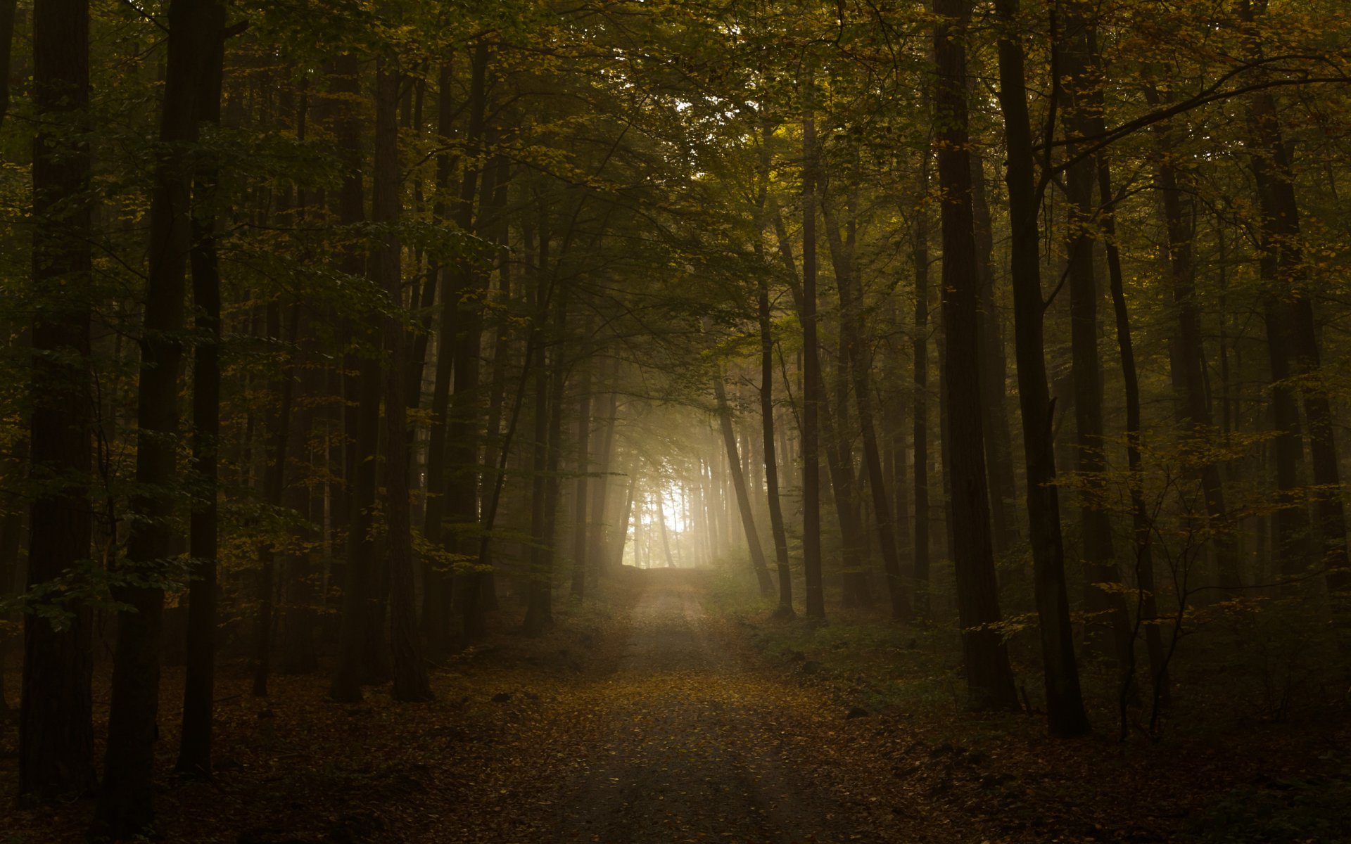 road autumn foliage tunnel light