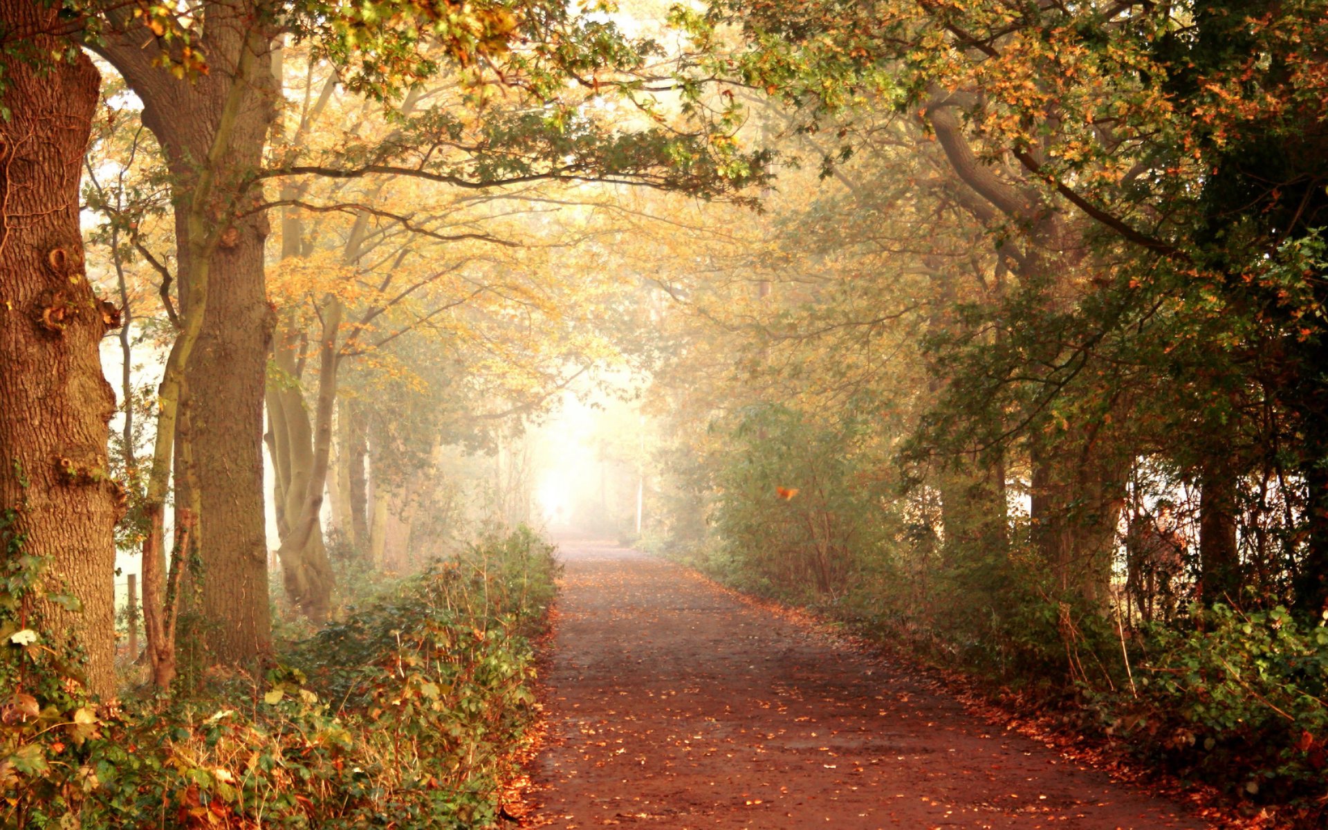 autunno strada sentiero foresta alberi foglie passeggiata natura