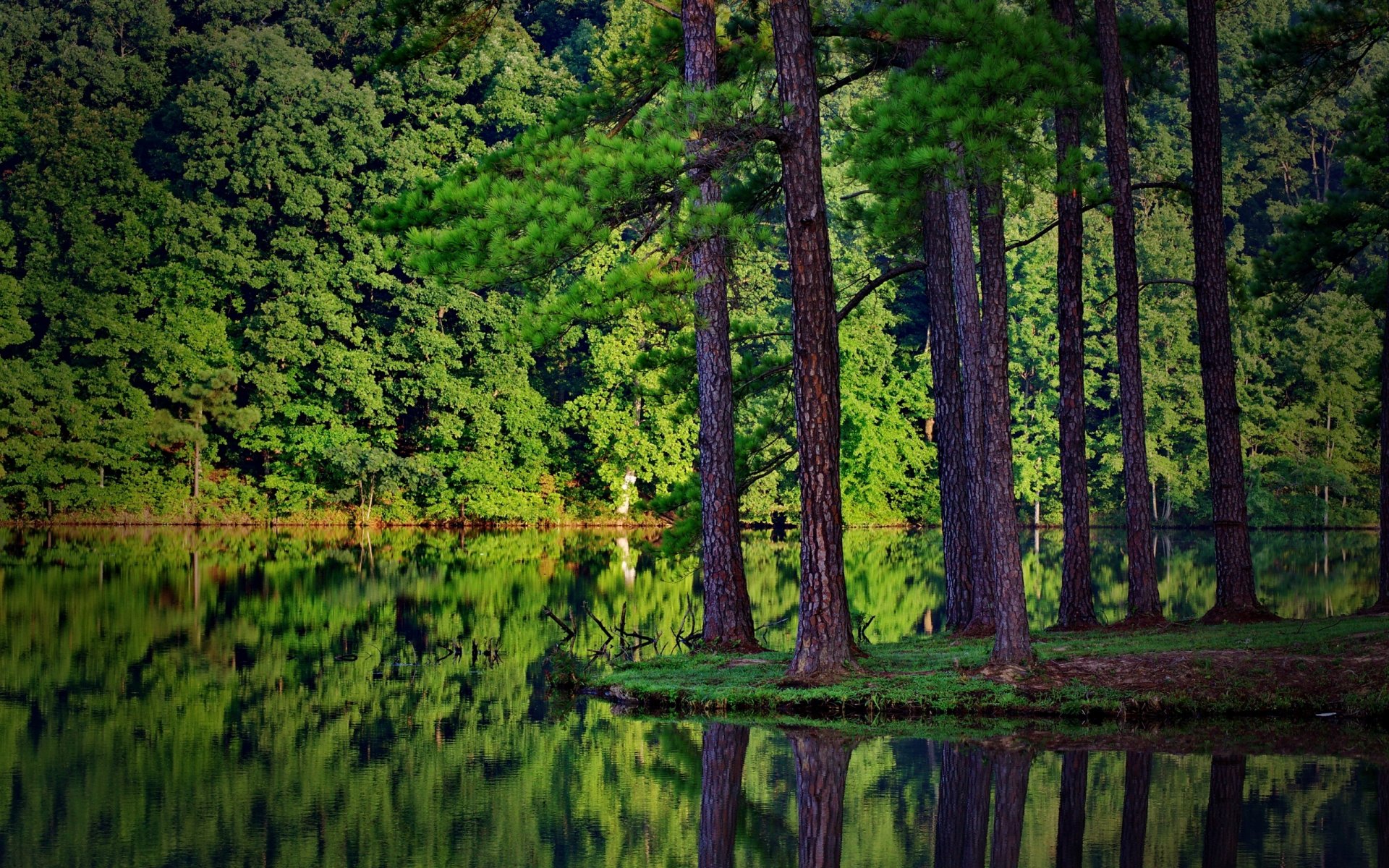 nature forest spruce river reflection in the water