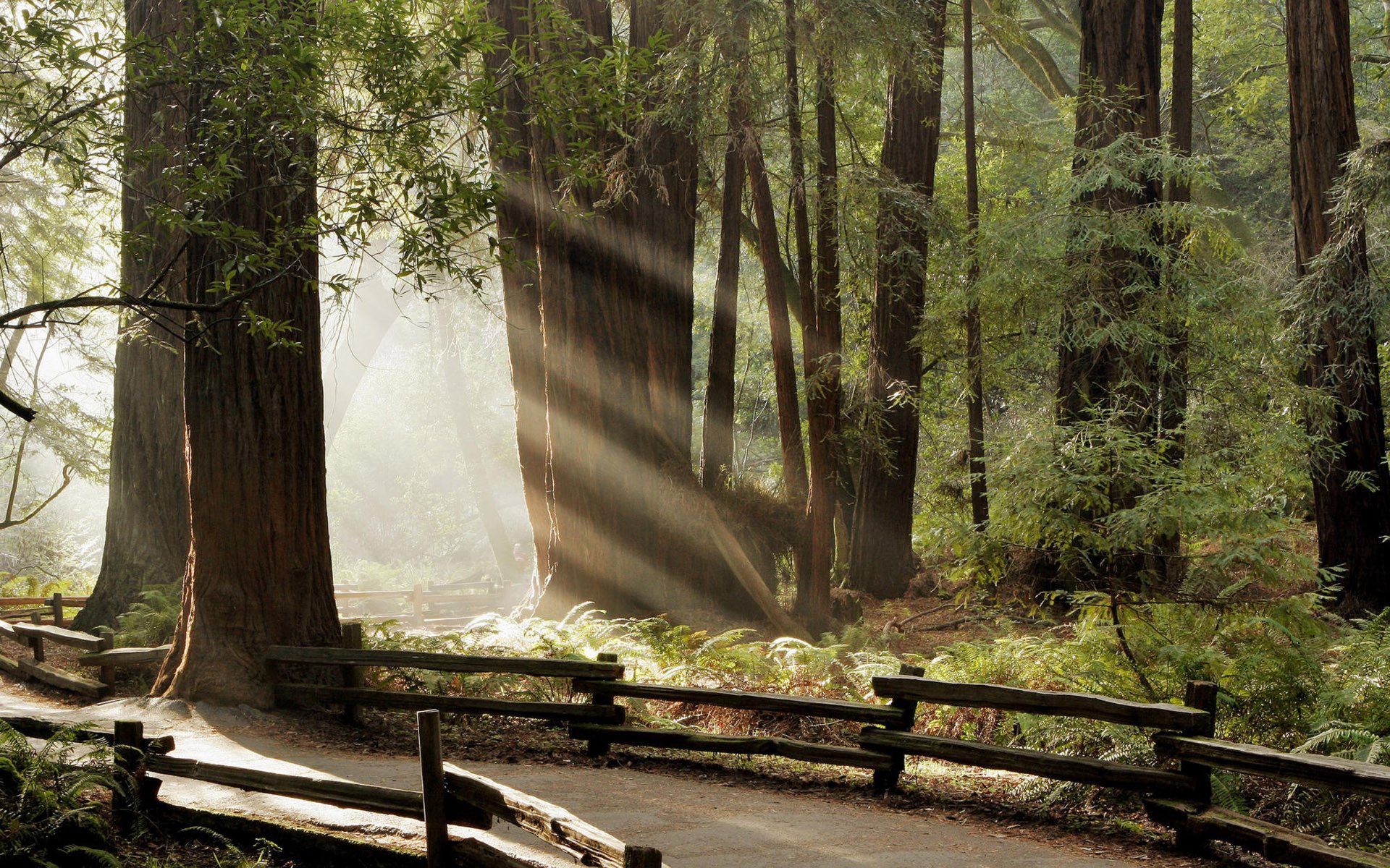 forest rays path