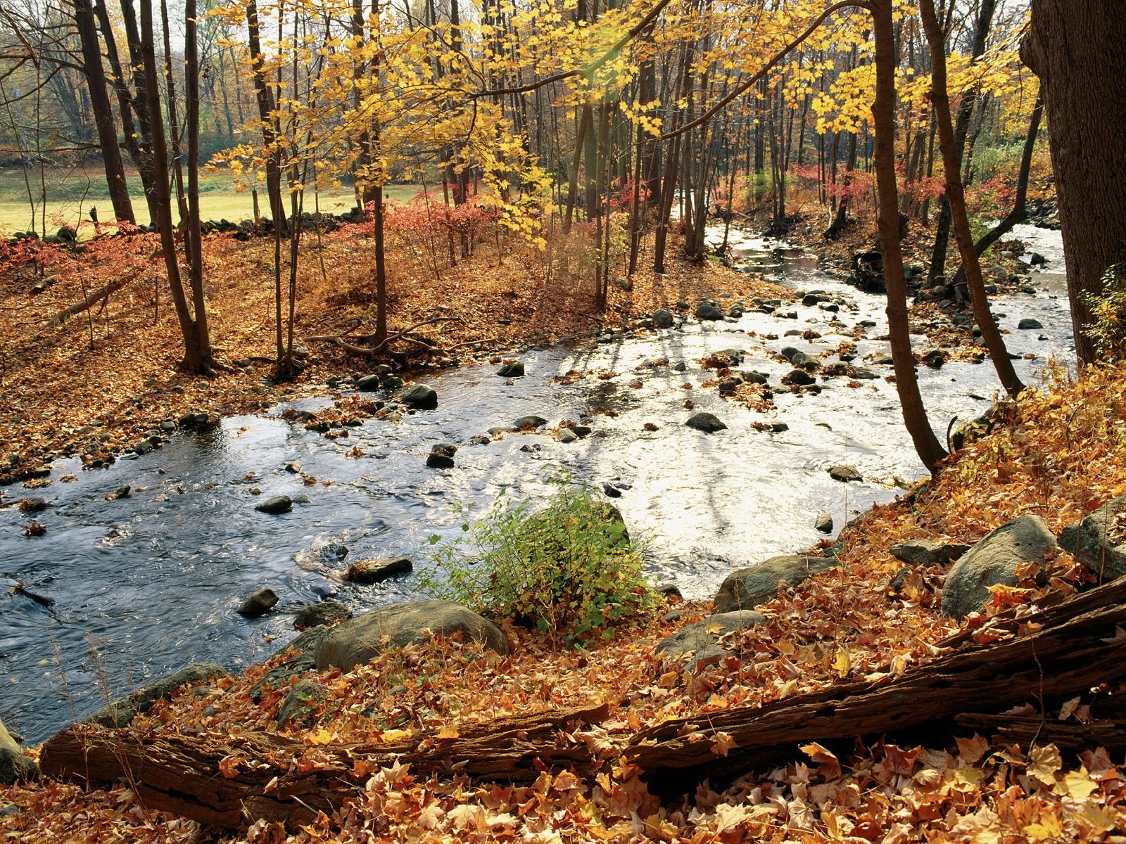 otoño листя río