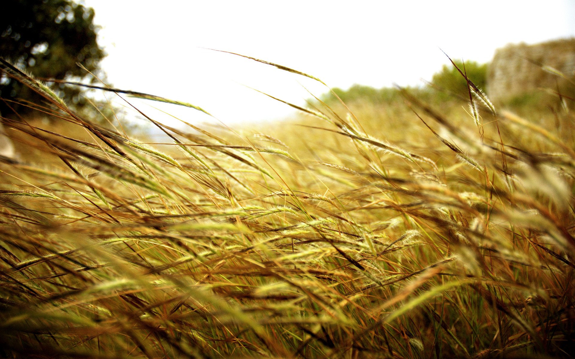 tems grass the field nature