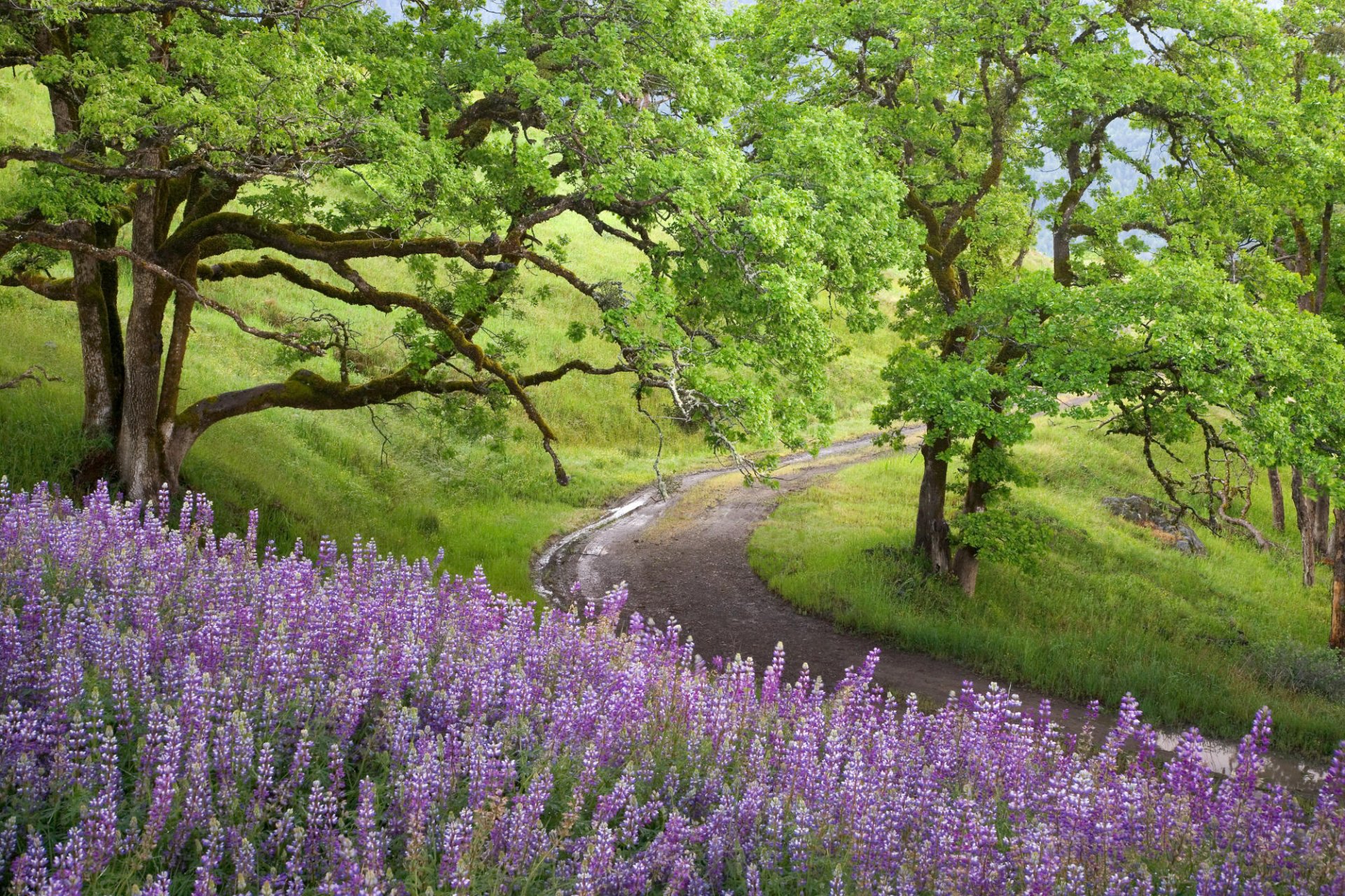 chemin verdure nature arbre fleurs