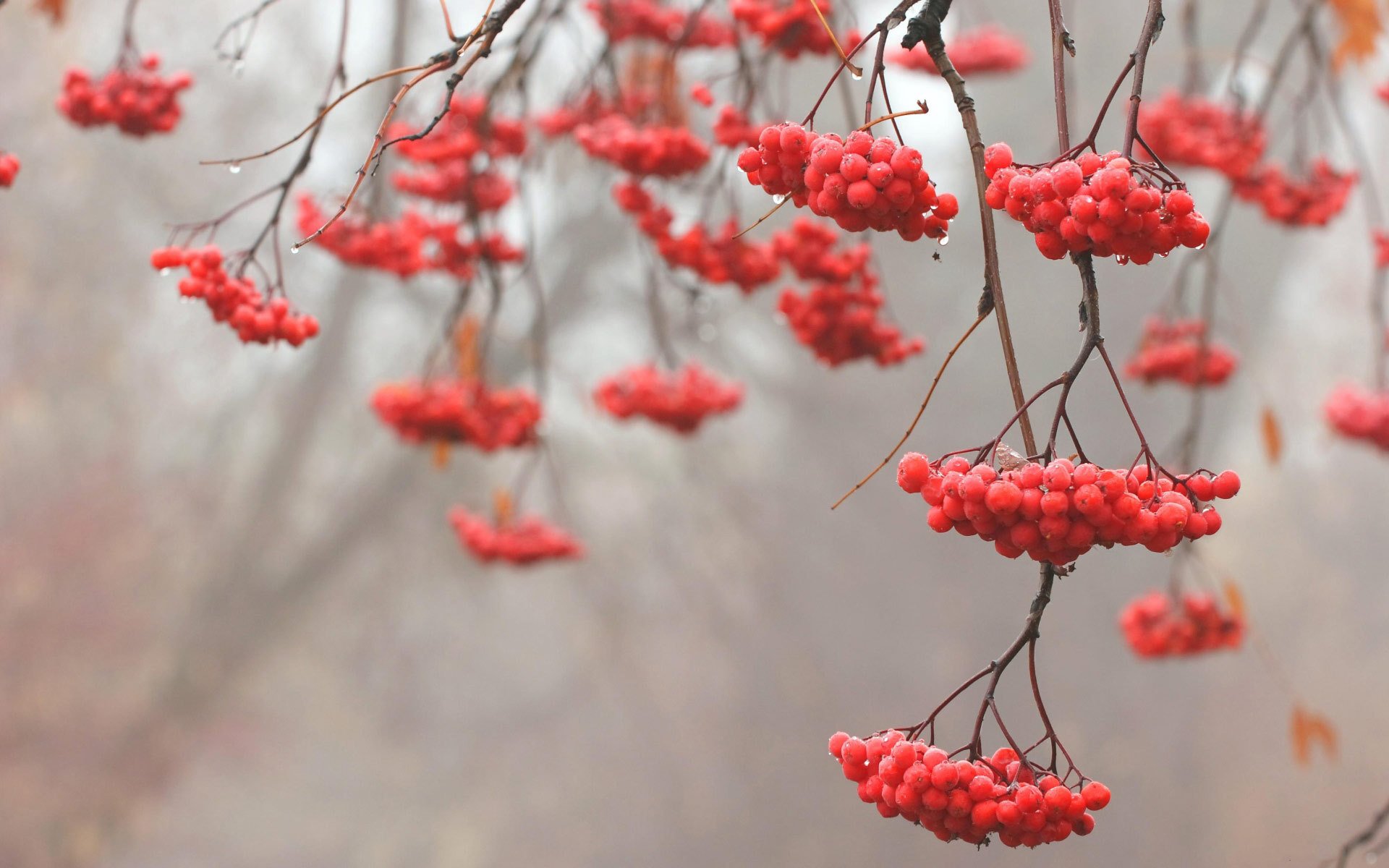 arbre sorbier branches rouge