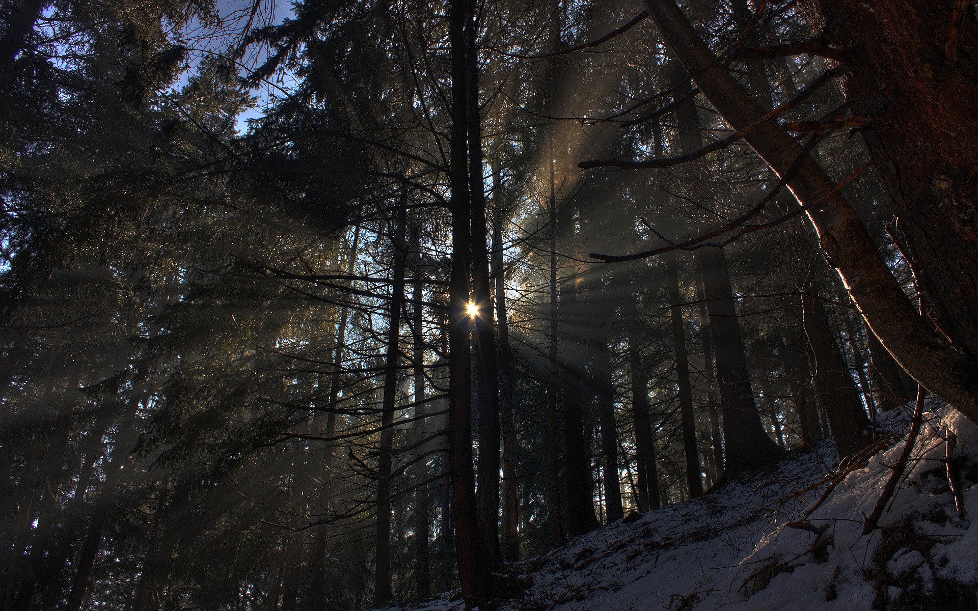 forest nature winter snow sun tree light rays photo