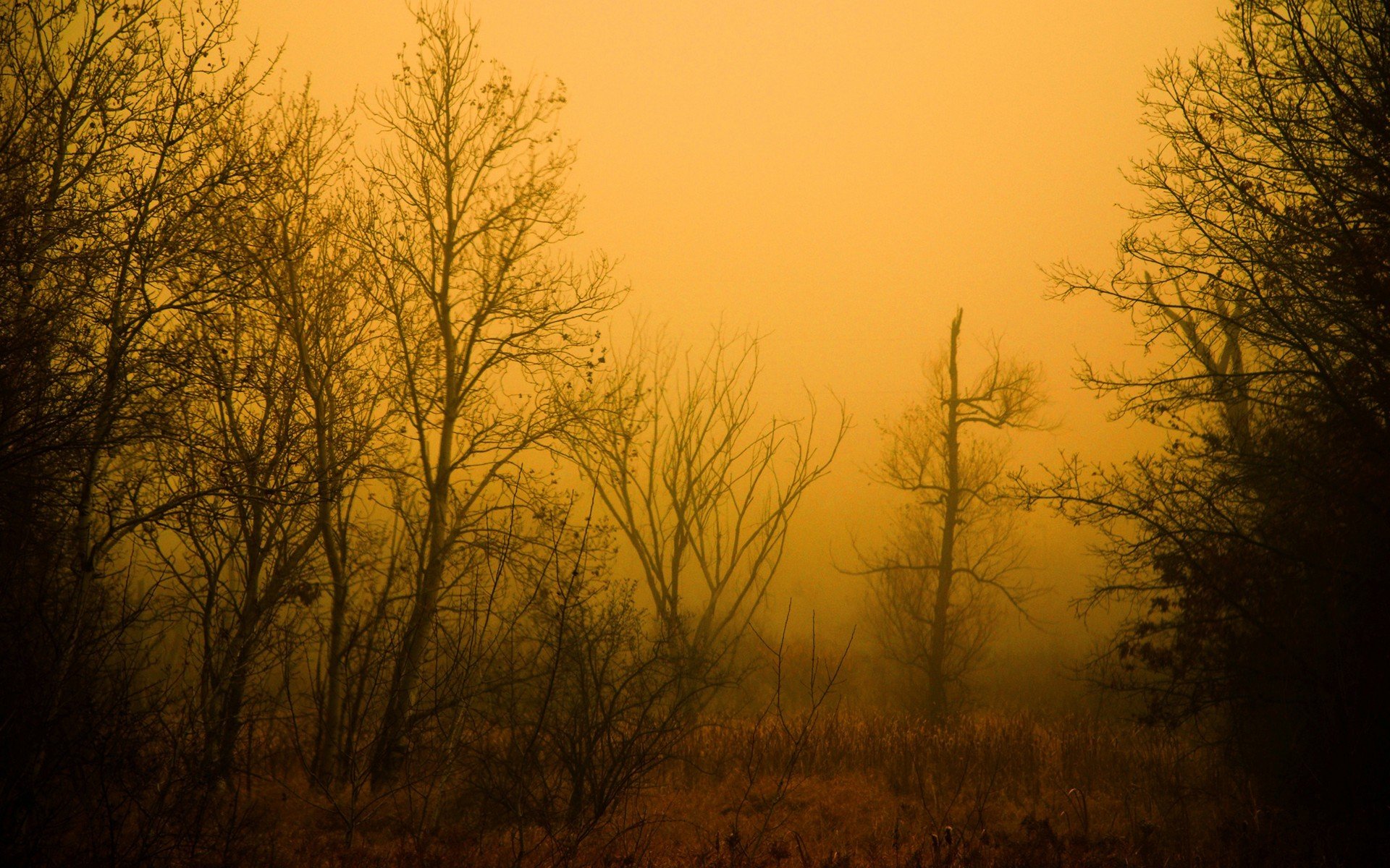 bosque mañana árboles