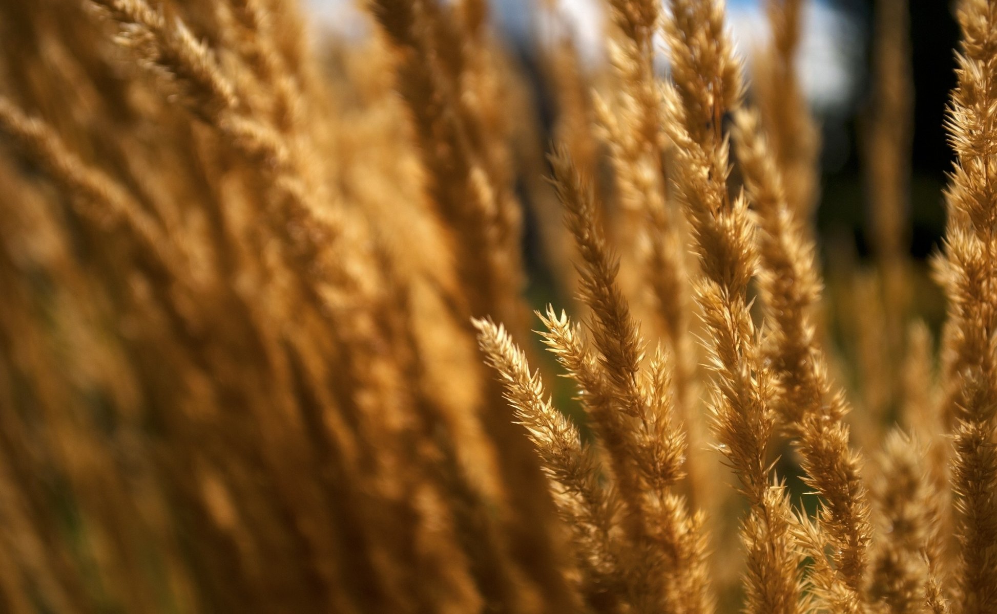 campo natura macro secco erba