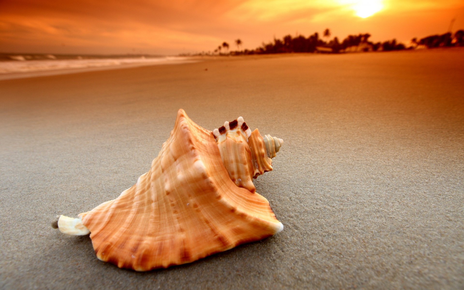 macro landscapes sand shells shell shell shells sun