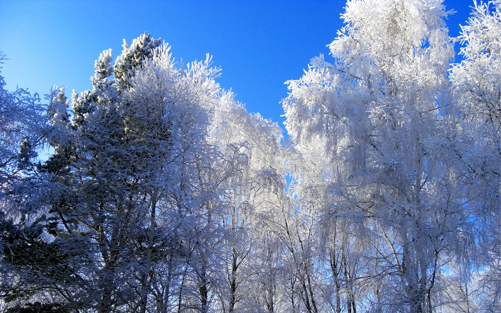 el invierno bosque árboles nieve