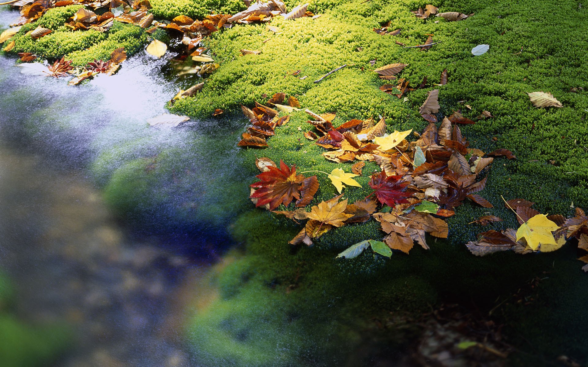 japon feuilles ruisseau