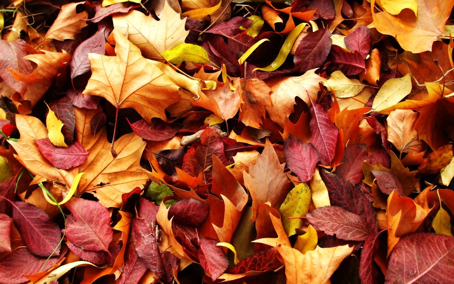 natur herbst rotgelbe blätter