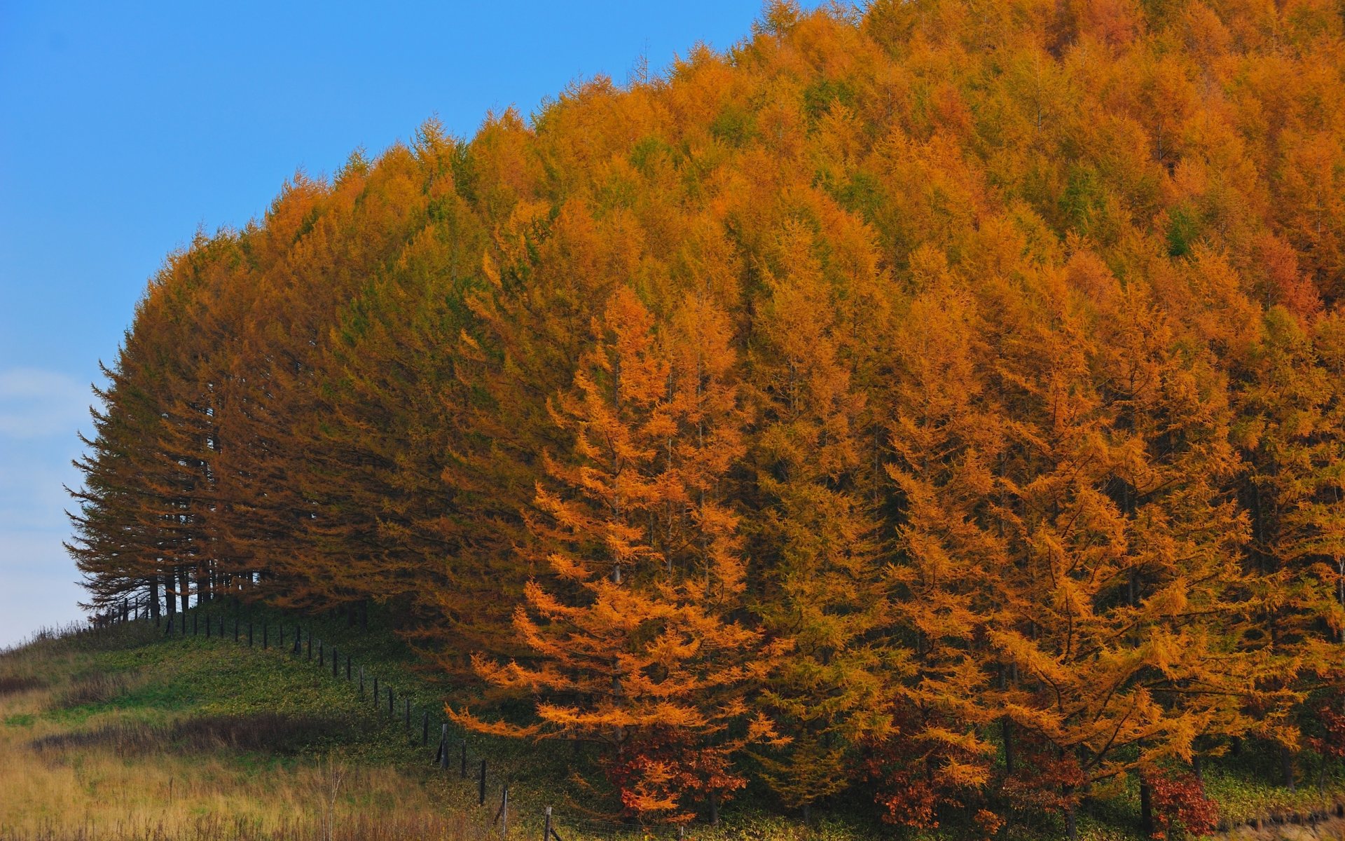 automne forêt arbres japon