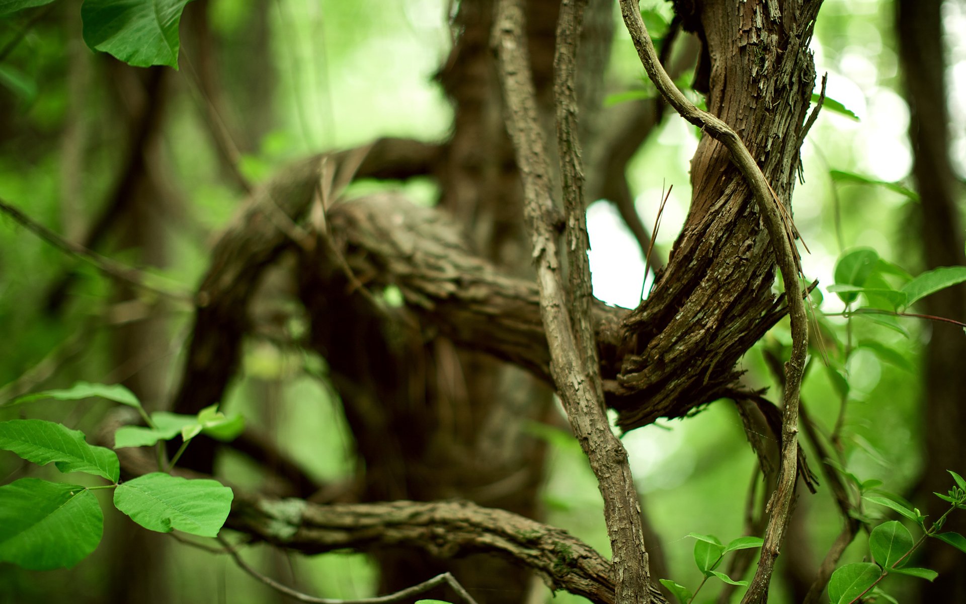 природа лес ветки ветви листва зелень растения жизнь листья trees green life фото