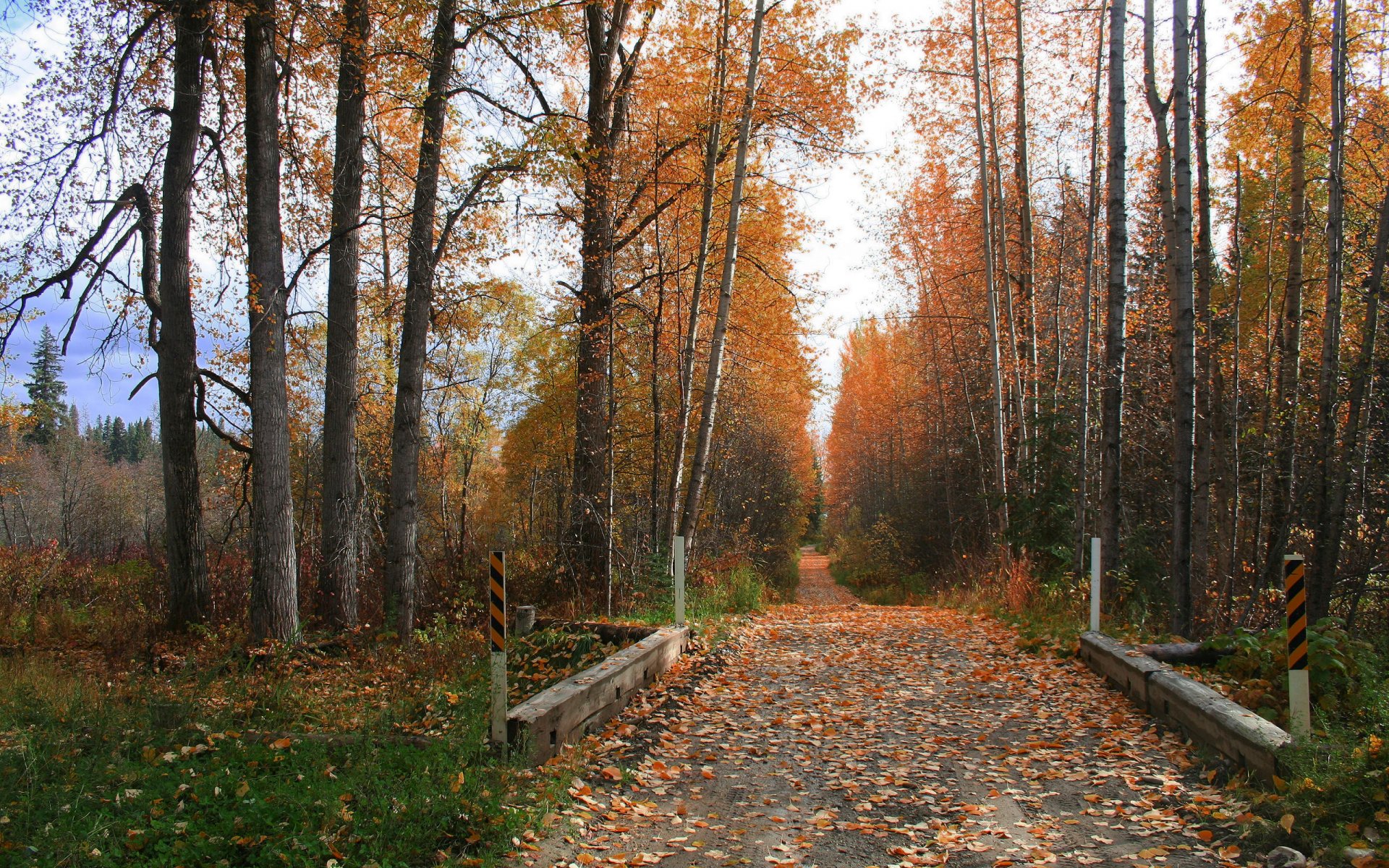 autunno strada alberi erba foglie