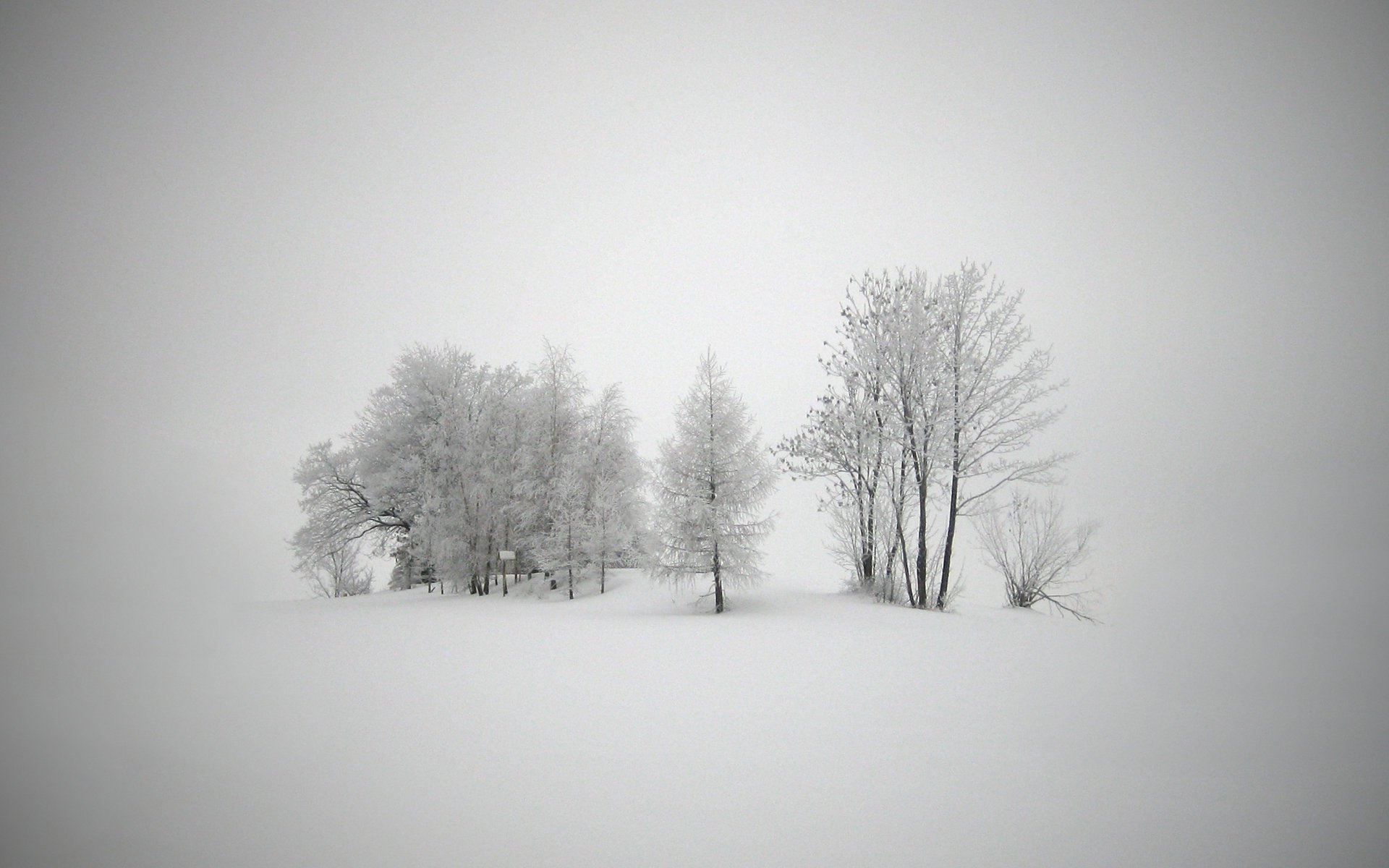 inverno paesaggio neve gelo freddo capodanno alberi bufera di neve bufera di neve