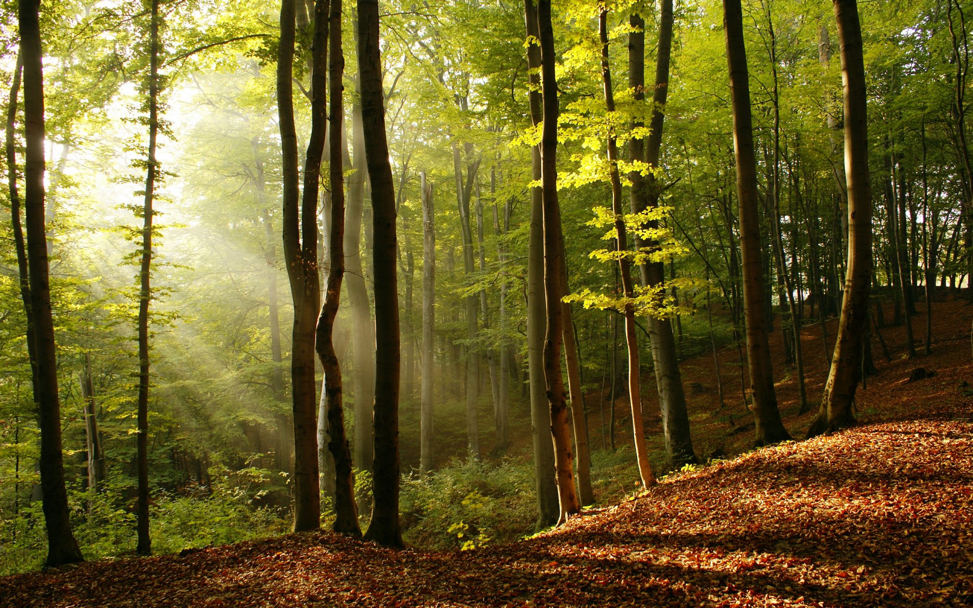 natura drzewa promienie słońca światło drzewo liście piękno