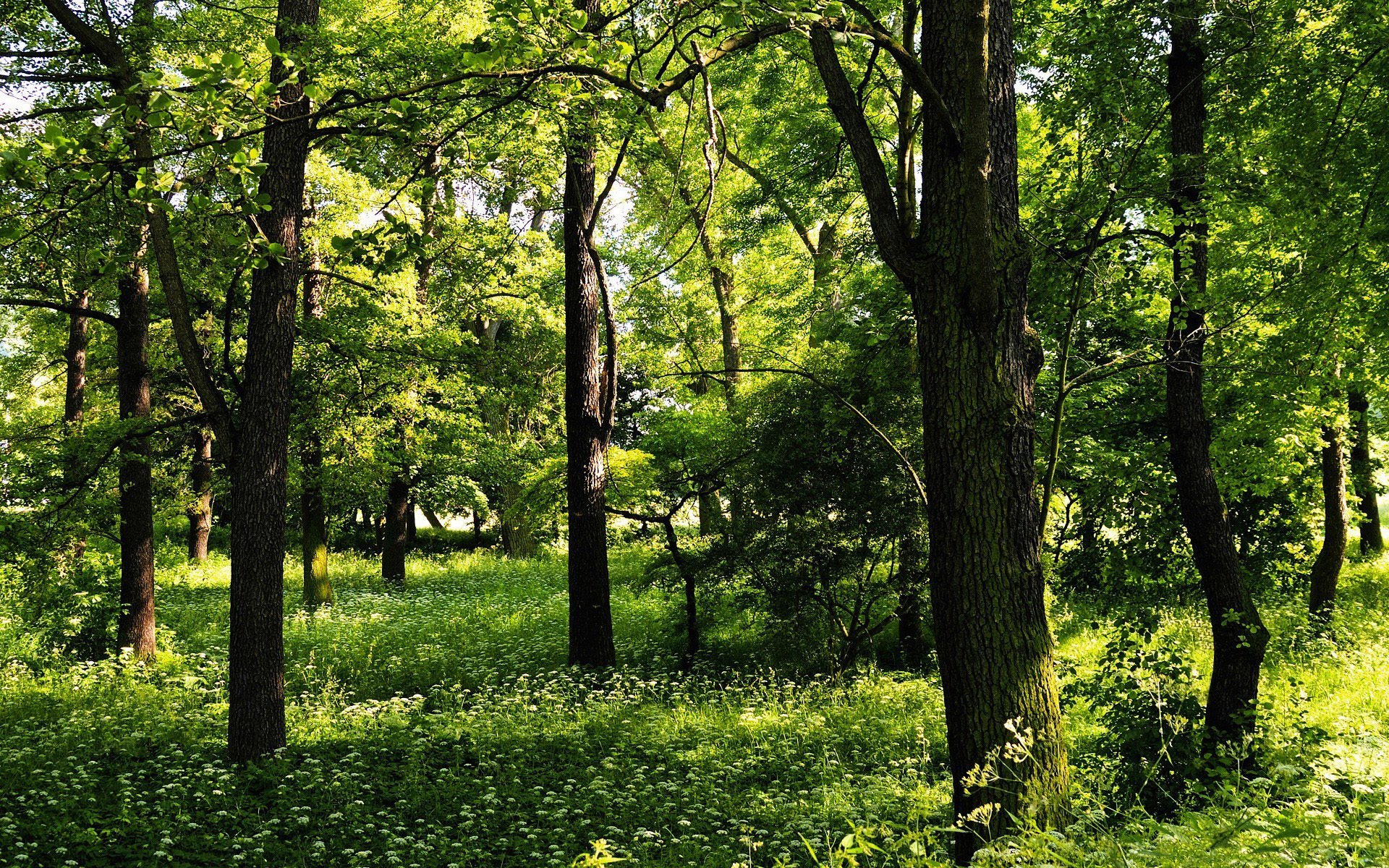 verde alberi estate