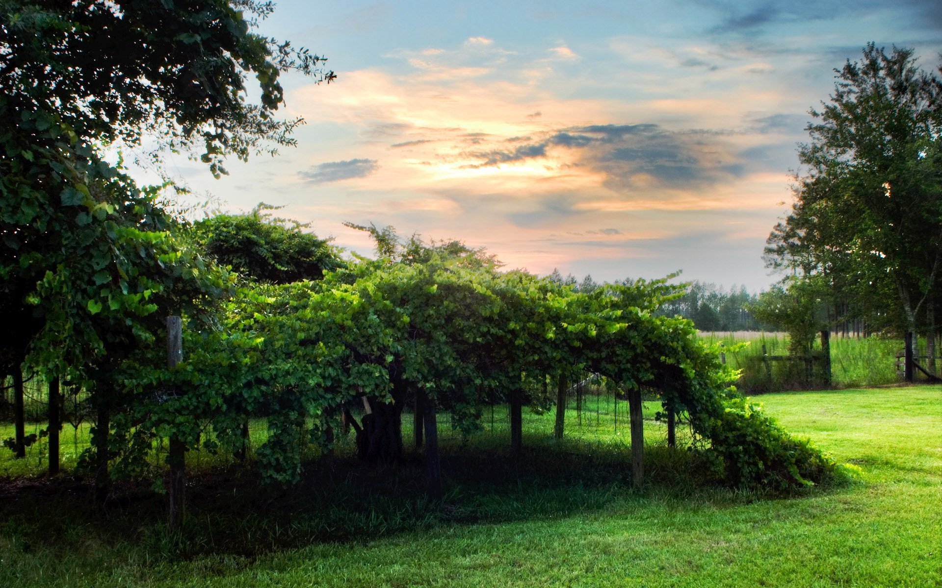 vignoble verdure nuages