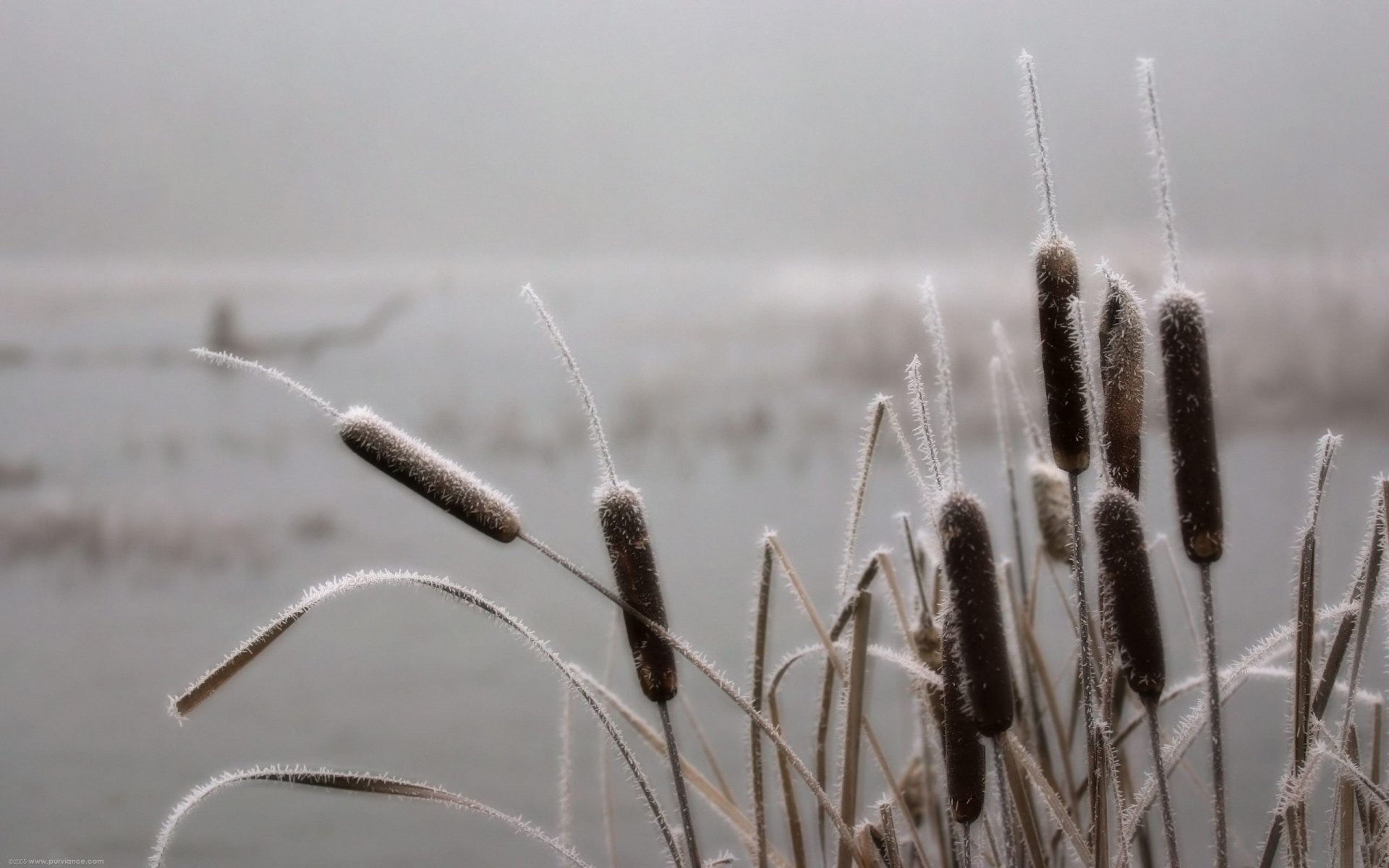 nature reeds river sky