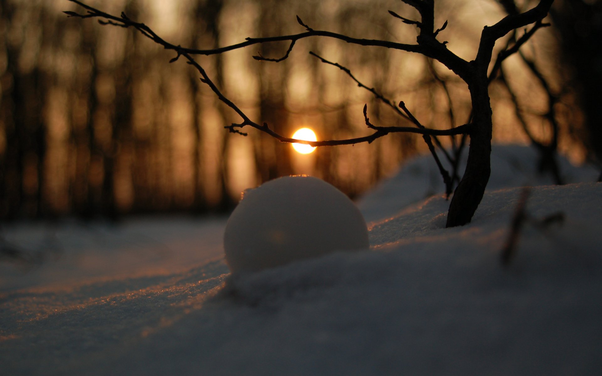 winter forest snow wallpaper