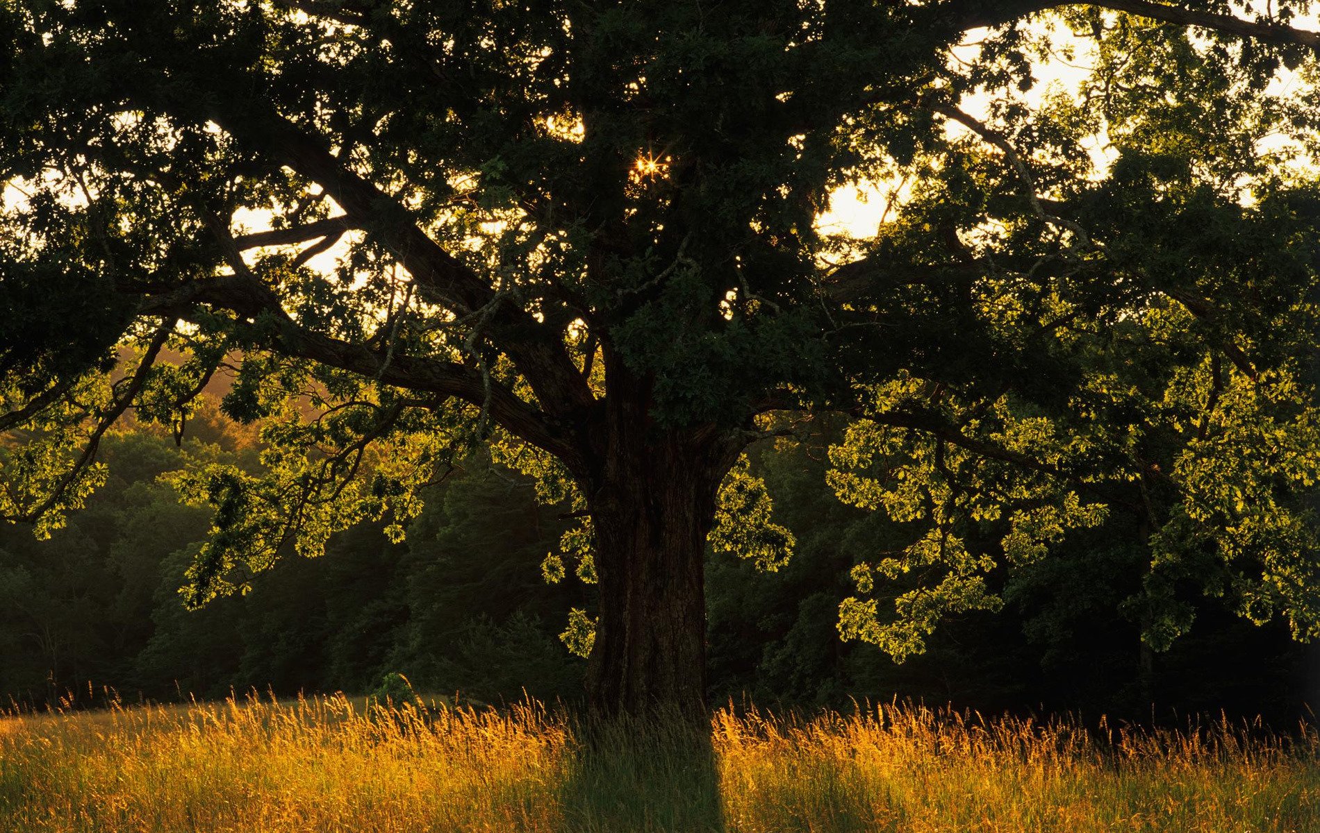 nature arbres lumière rayons herbe champ photo