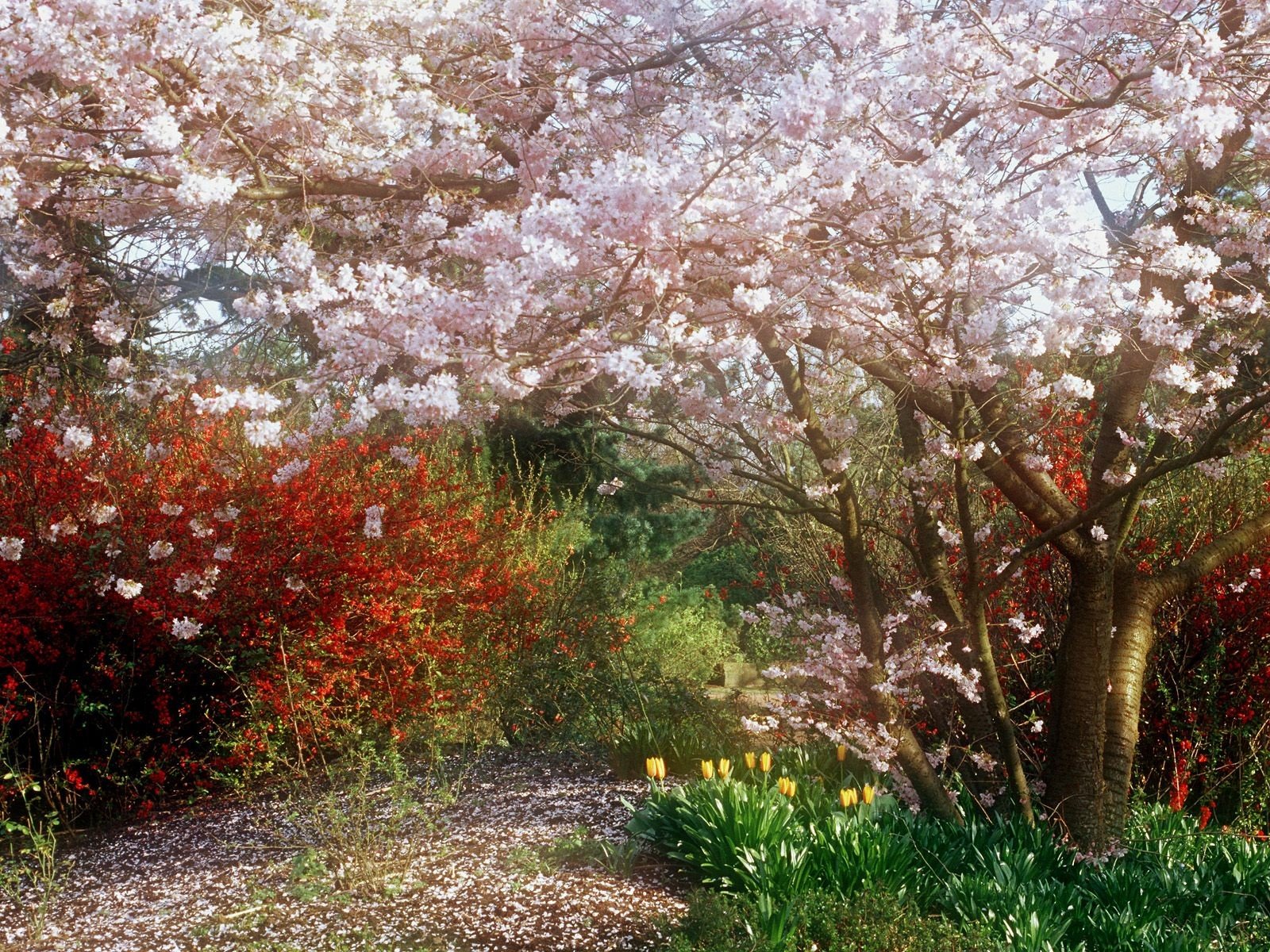 colori alberi cespugli boschetto