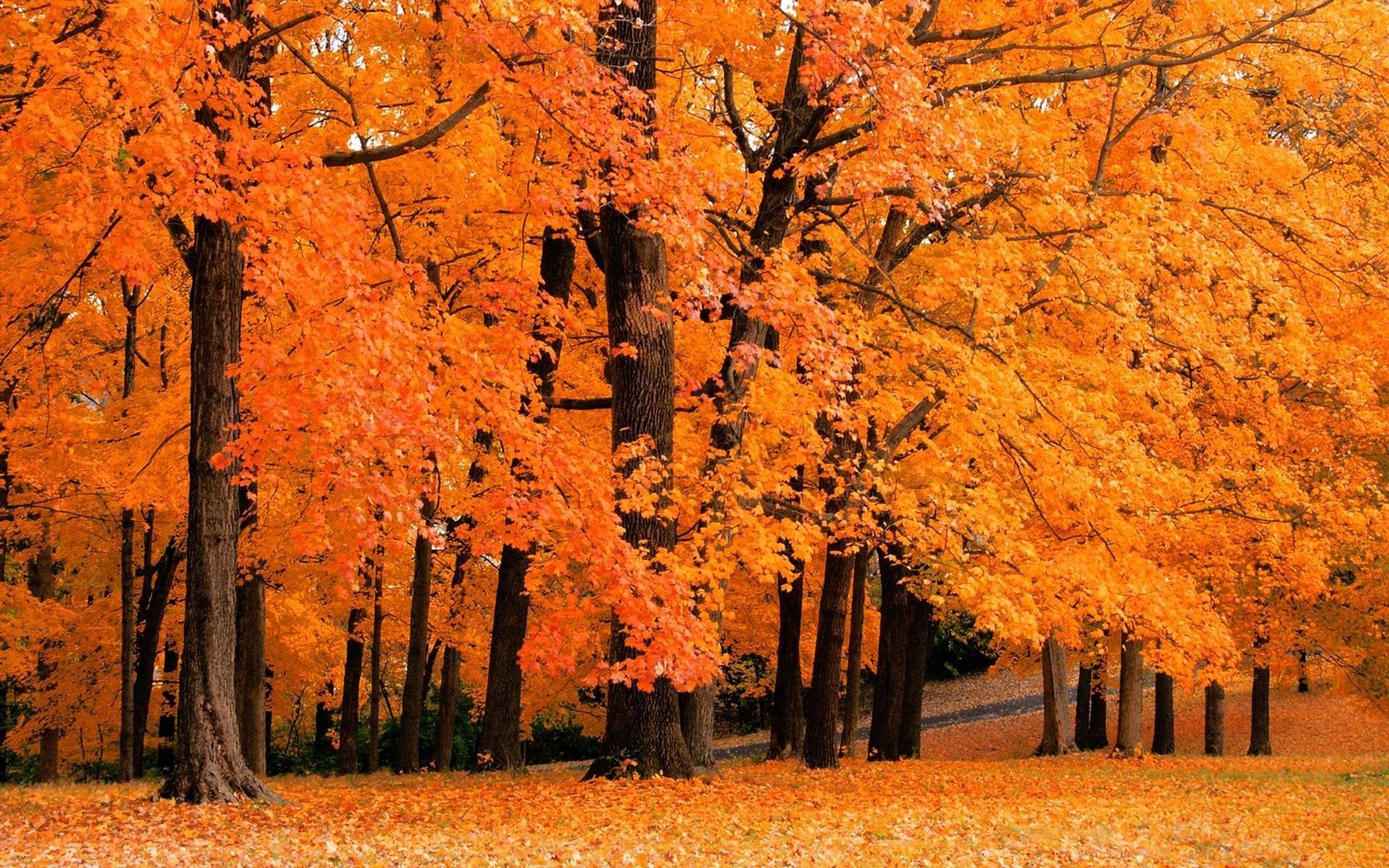 naturaleza otoño árboles bosques parques hojas caída de hojas