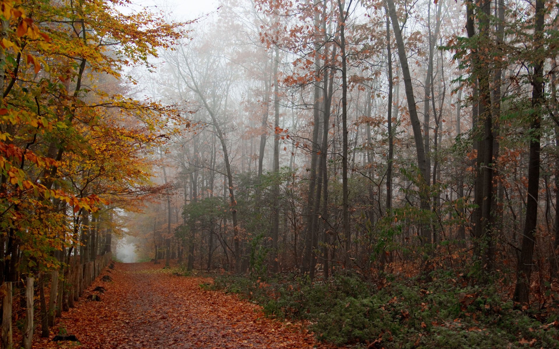 bosque.camino follaje otoño