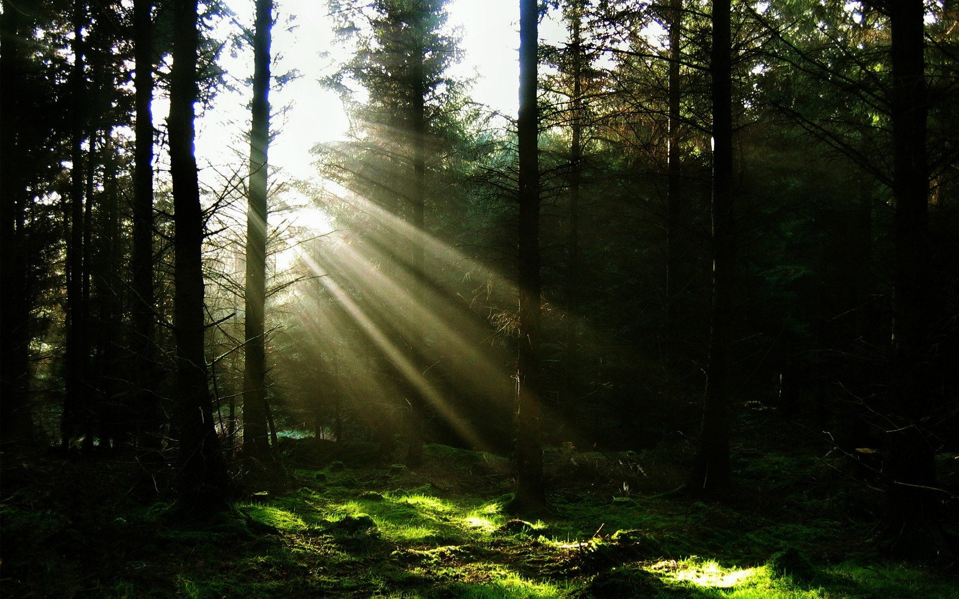 luz bosque sol rayos