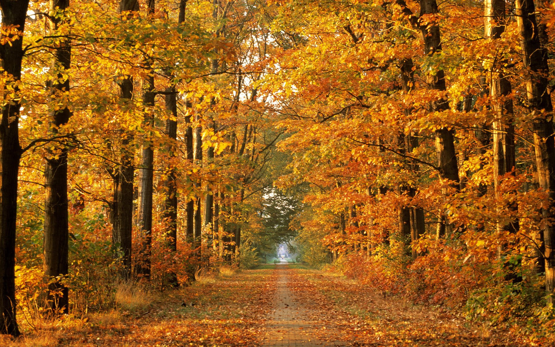 autumn nature autumn time tree forest road