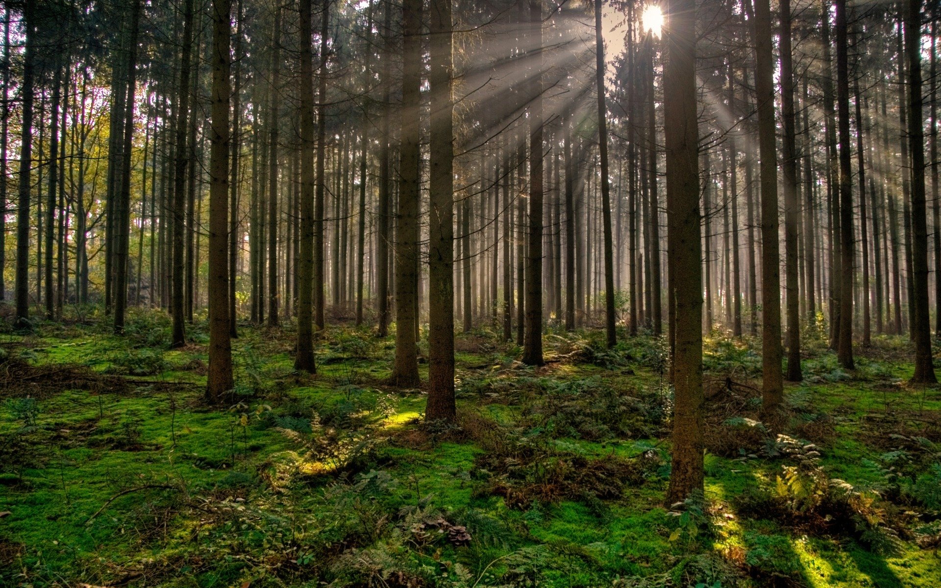 wald bäume abend sonnenstrahlen natur