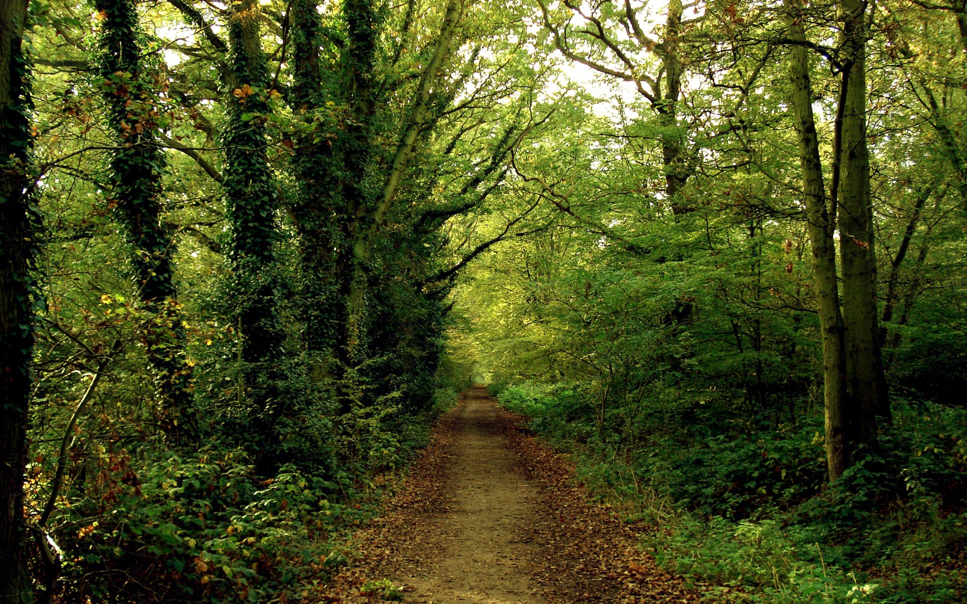 forest road path