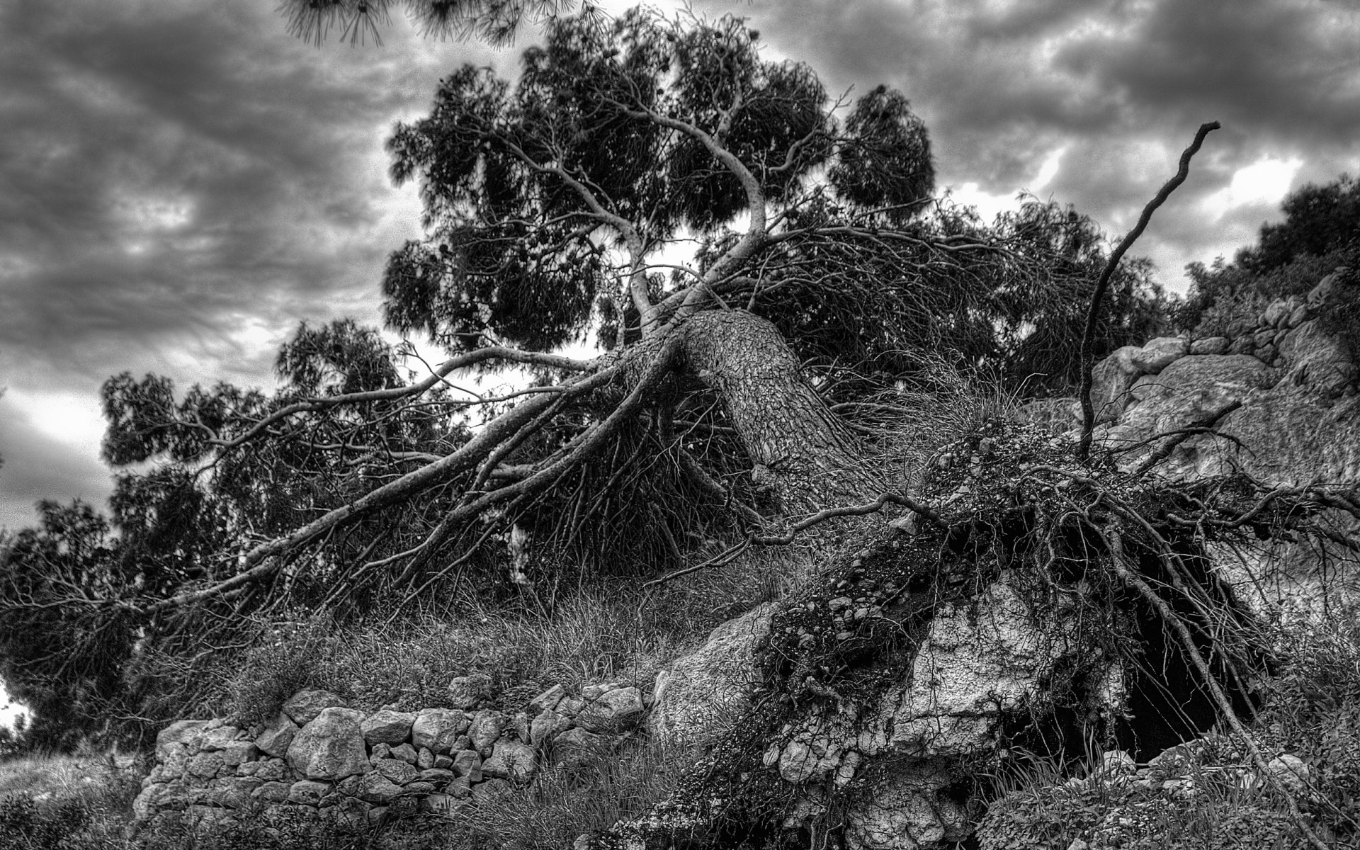 fell tree root frame