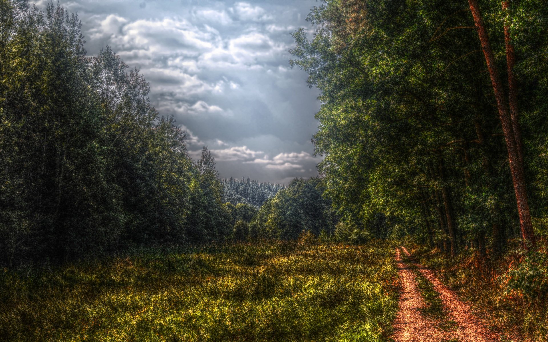 foresta strada lontano