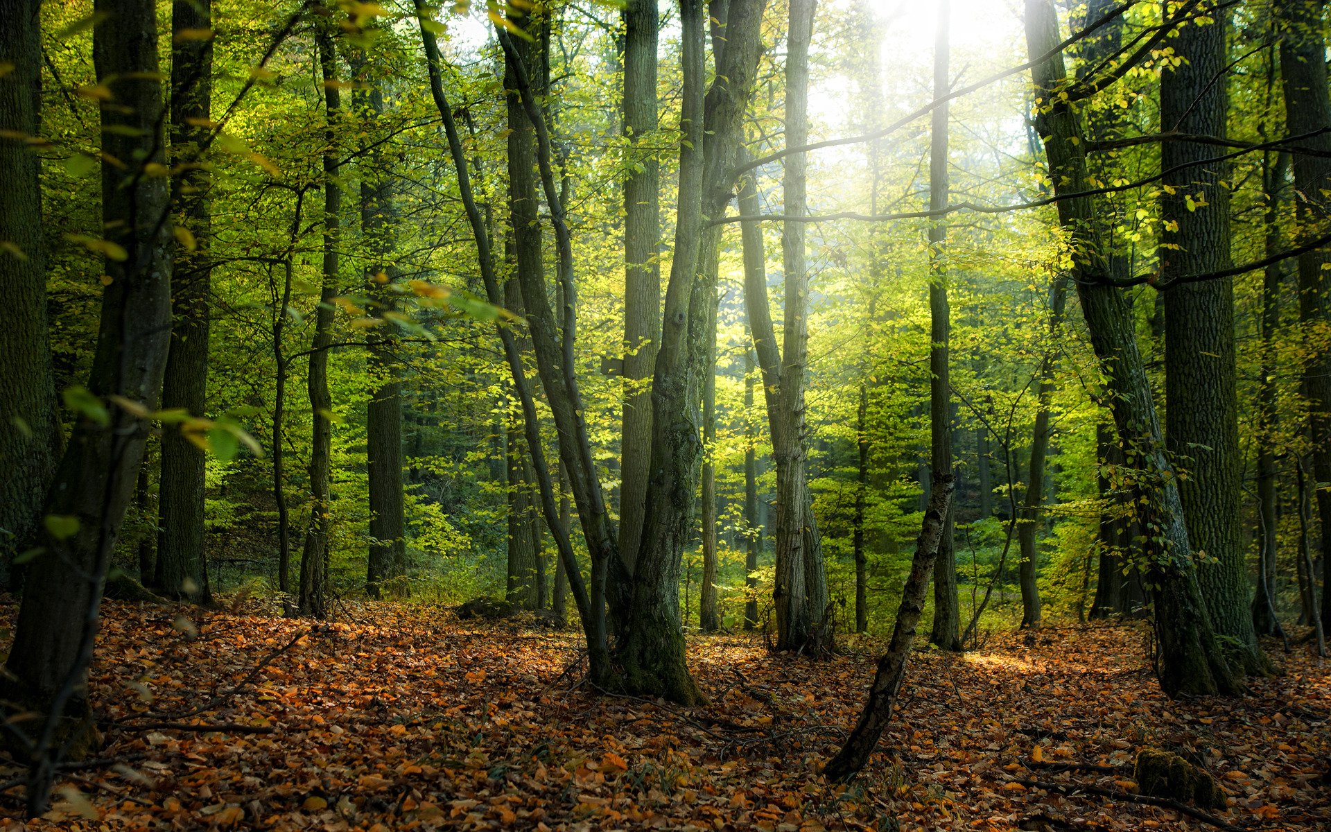 natura parco foreste alberi albero foglie autunno