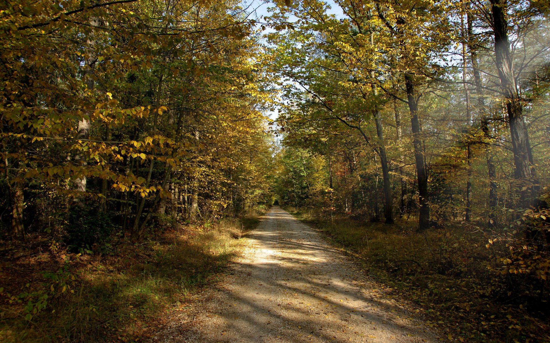 autunno foresta strada