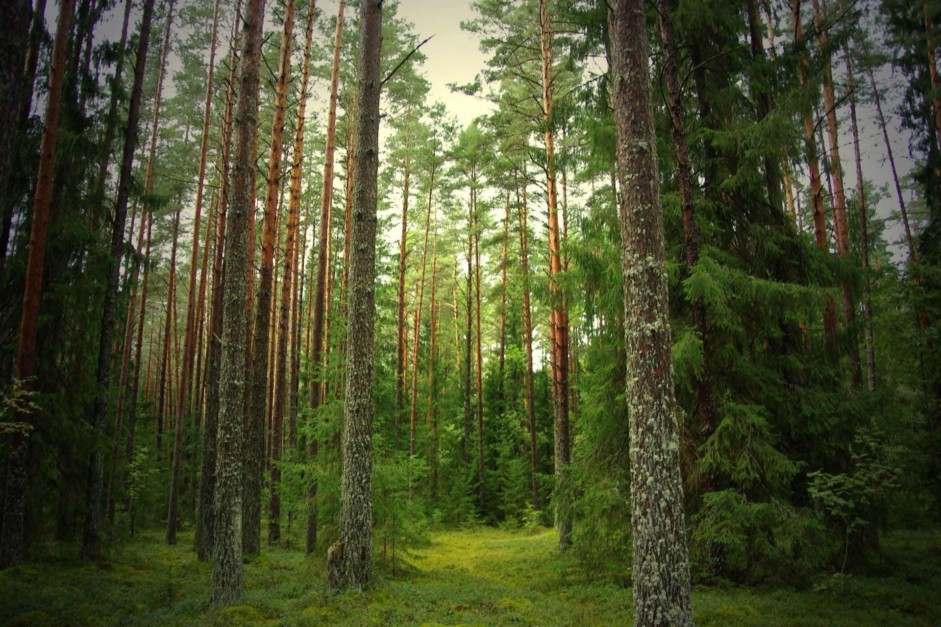 bosque pinos abetos camino